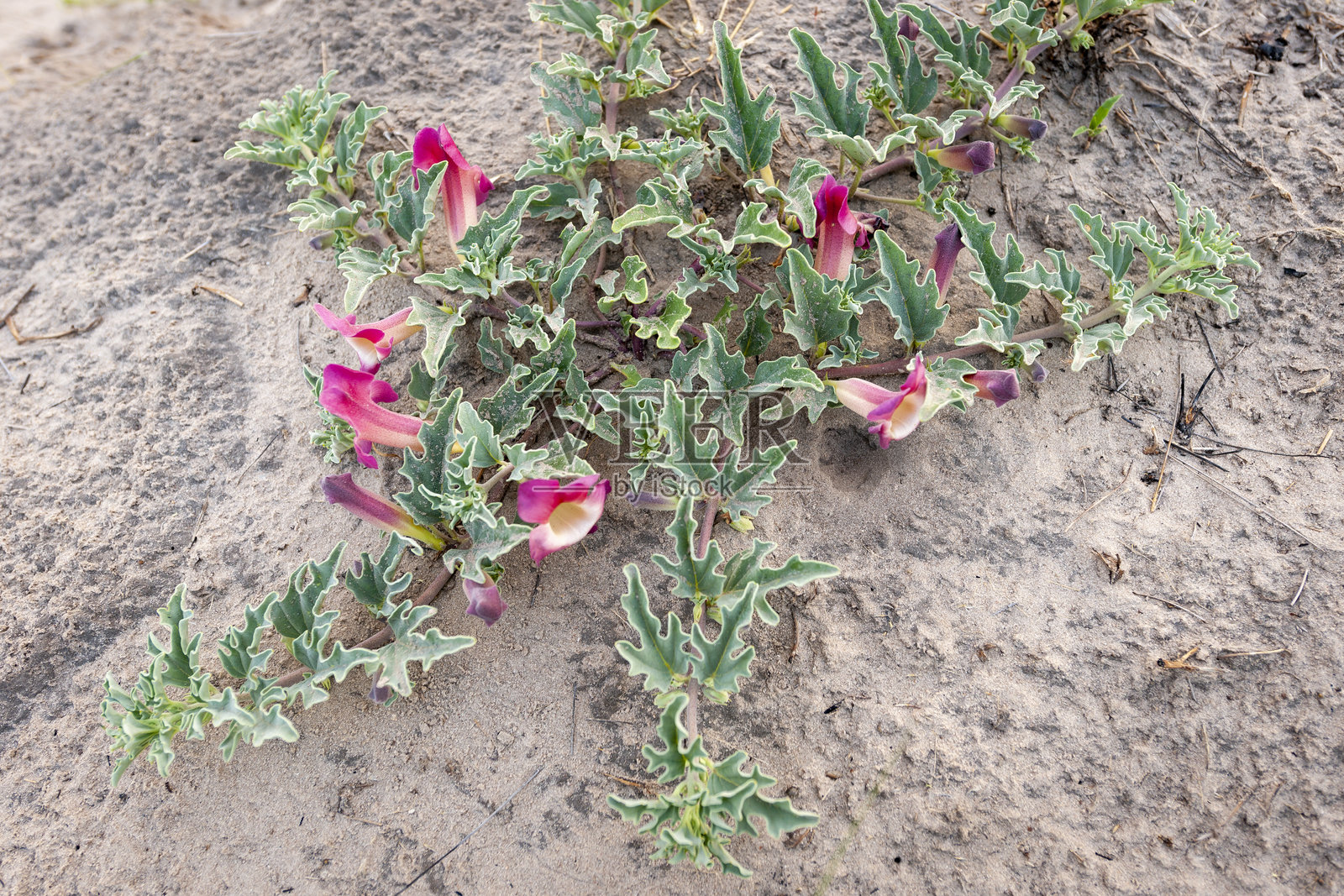 魔鬼爪（Harpagophytum procumbens）属于芝麻科。这个名字源于它的钩状果实。它的块根在医学上用于减轻疼痛、发热、关节炎和风湿病。中央卡拉哈里野生动物保护区，博茨瓦纳。照片摄影图片