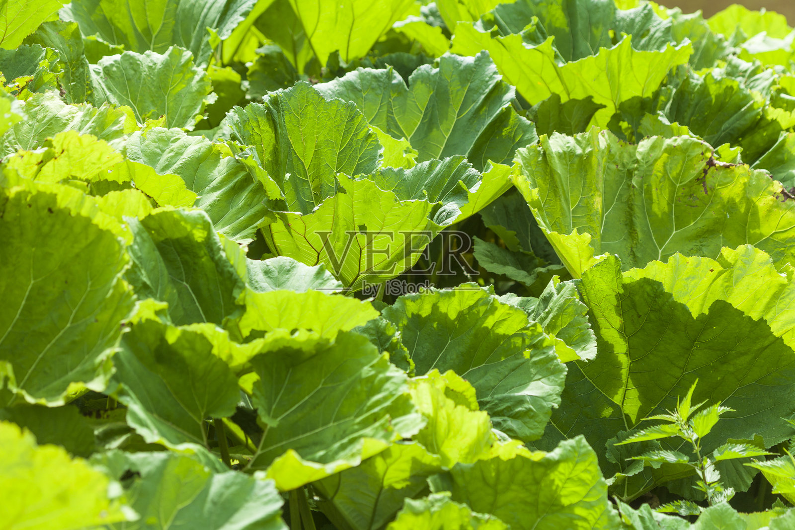 猛犸象叶或巨型大黄（Gunnera manicata），德国照片摄影图片