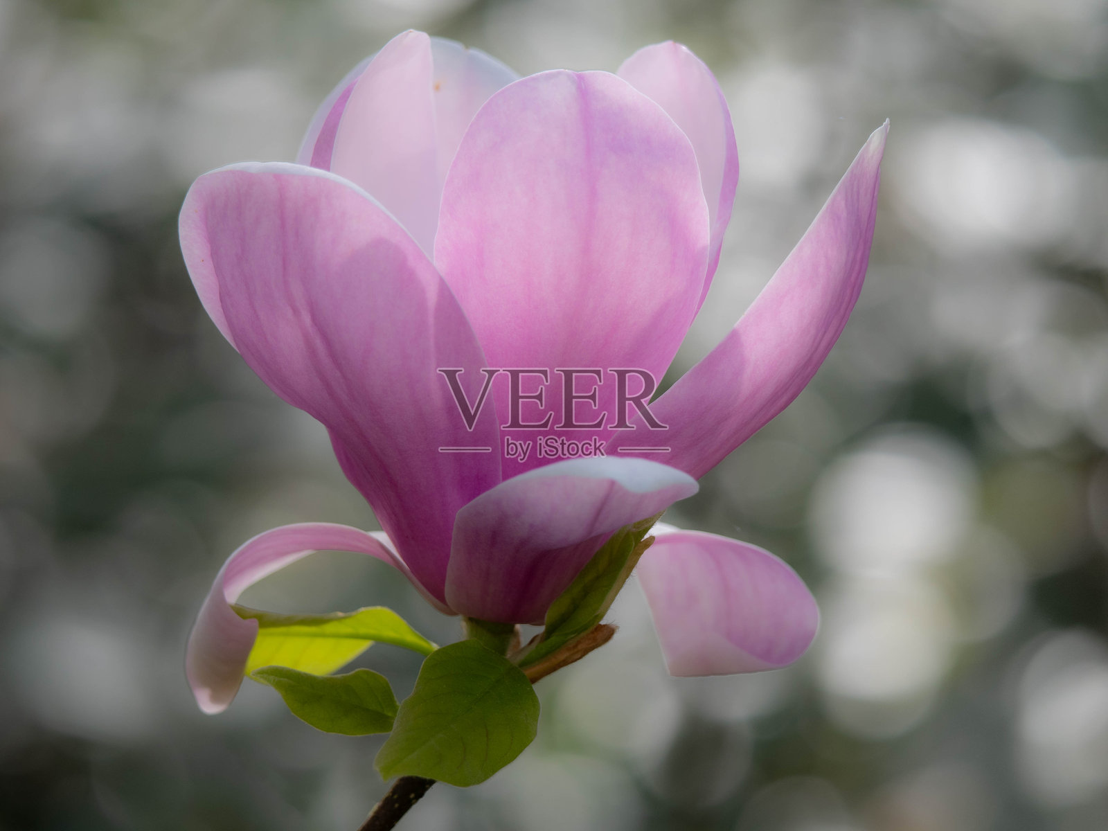 粉色玉兰花的特写镜头照片摄影图片