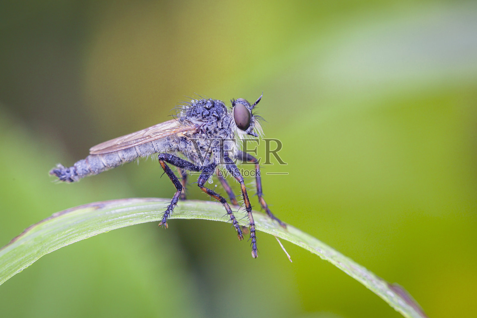 盗蝇的特写照片。刺客蝇。蝇科。蝇科是盗蝇家族，也称为刺客蝇。这种蝇也被称为Ommatius。照片摄影图片