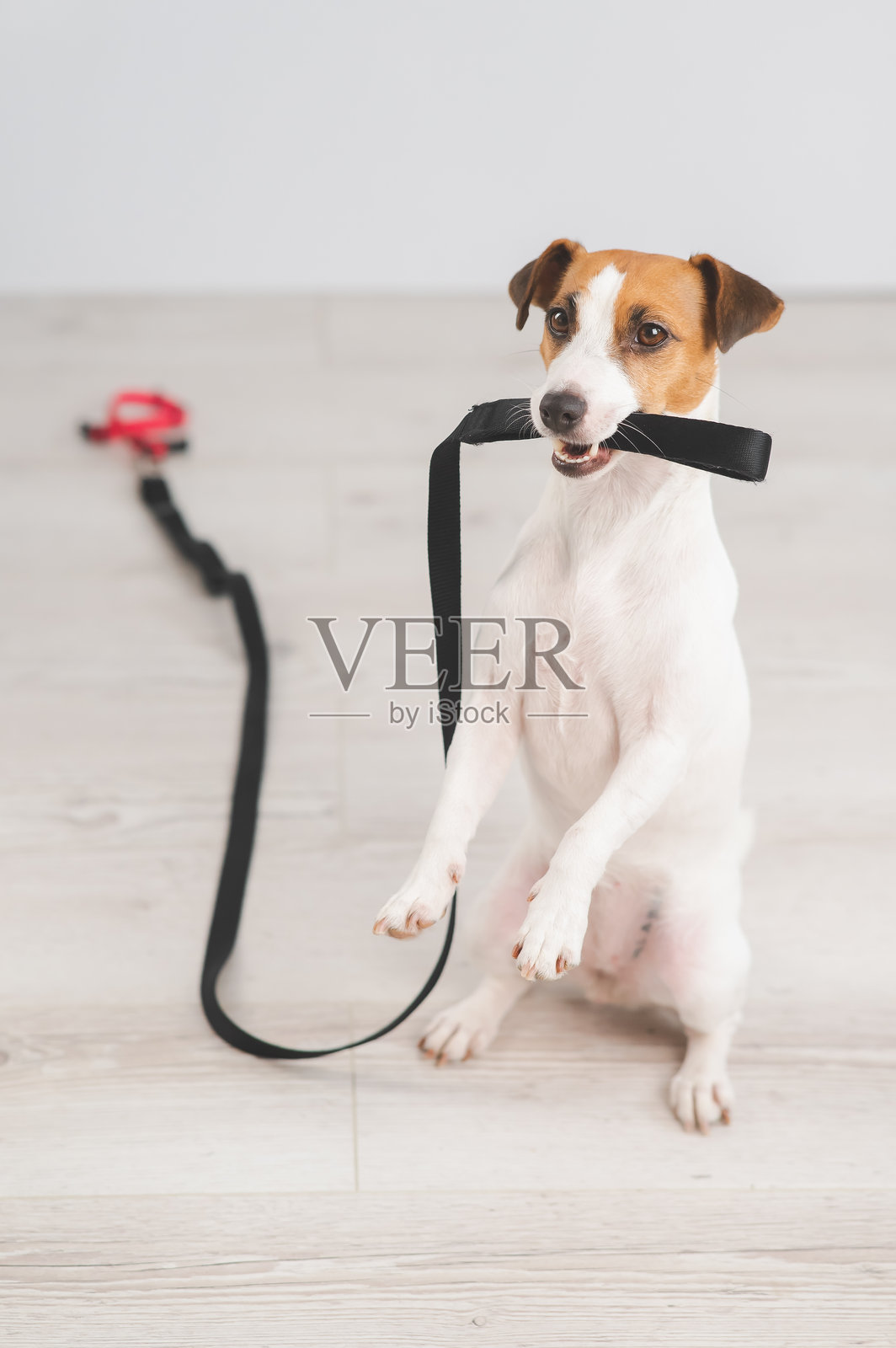 杰克罗素犬牵着狗绳在叫主人去散步。竖版照片。照片摄影图片