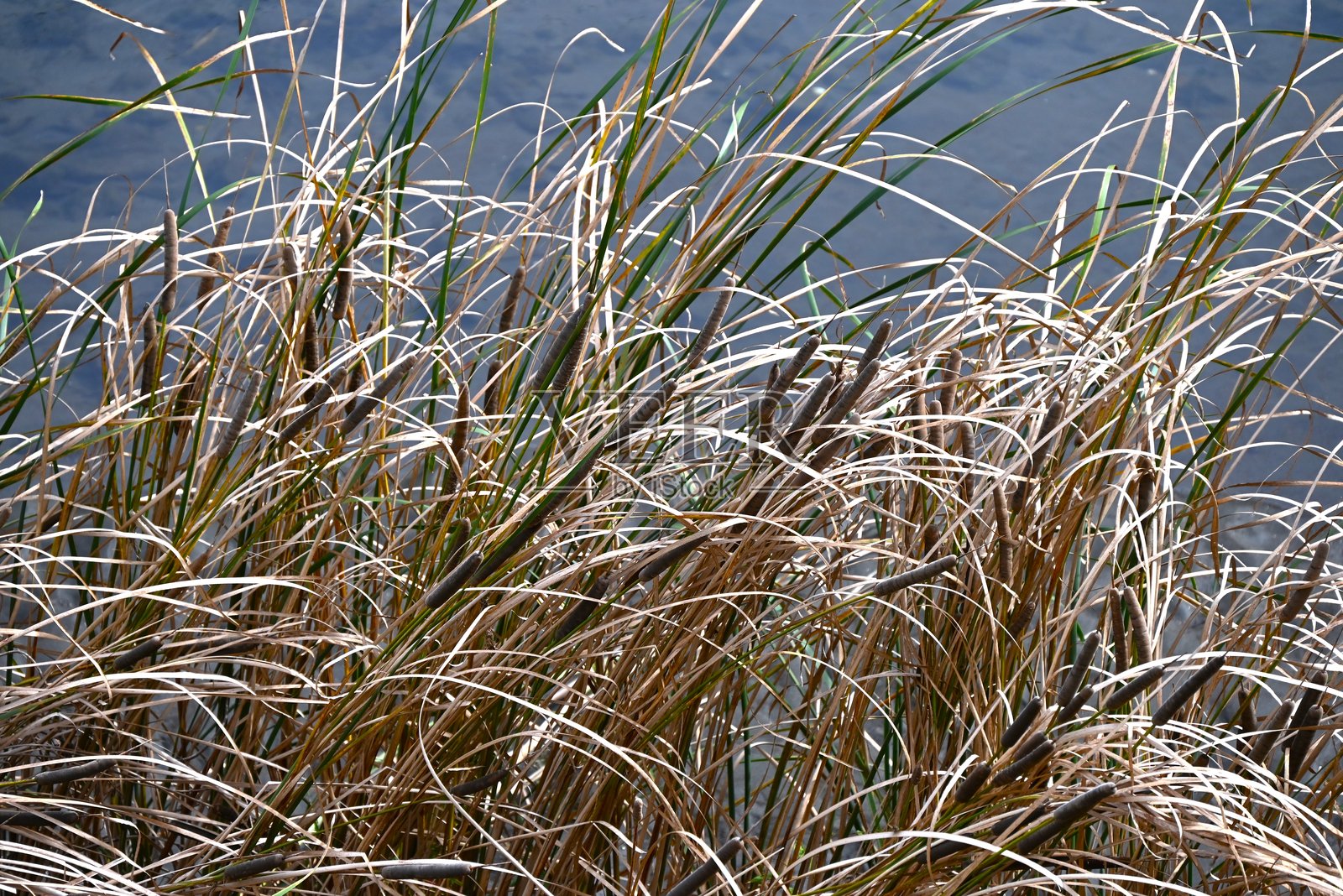 宽叶香蒲（Typha latifolia）。香蒲科多年生水生植物。照片摄影图片