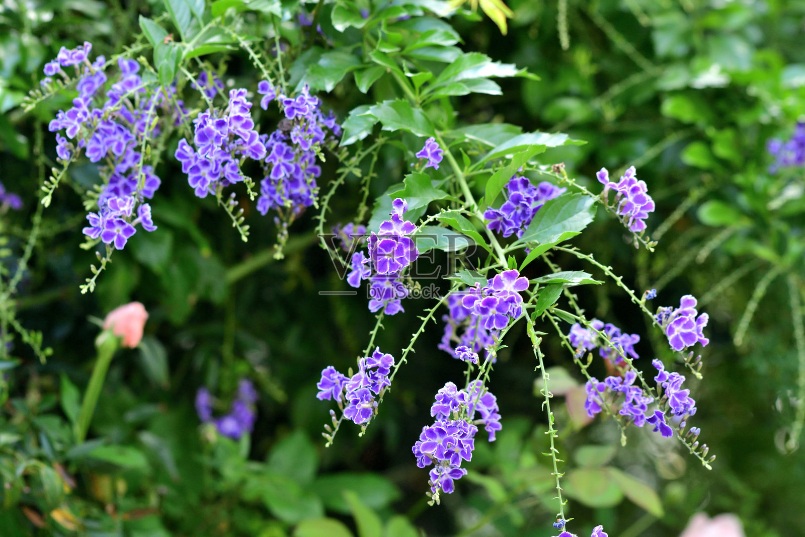 杜兰塔/天空花/金露花：多干灌木，垂枝和深蓝色花朵照片摄影图片