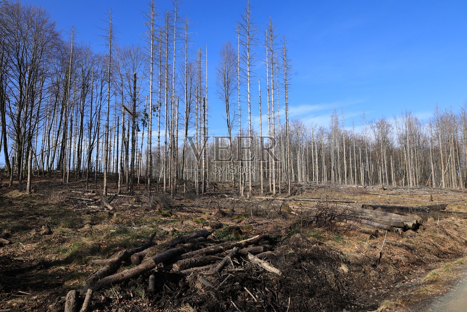 索尔兰的春天照片摄影图片