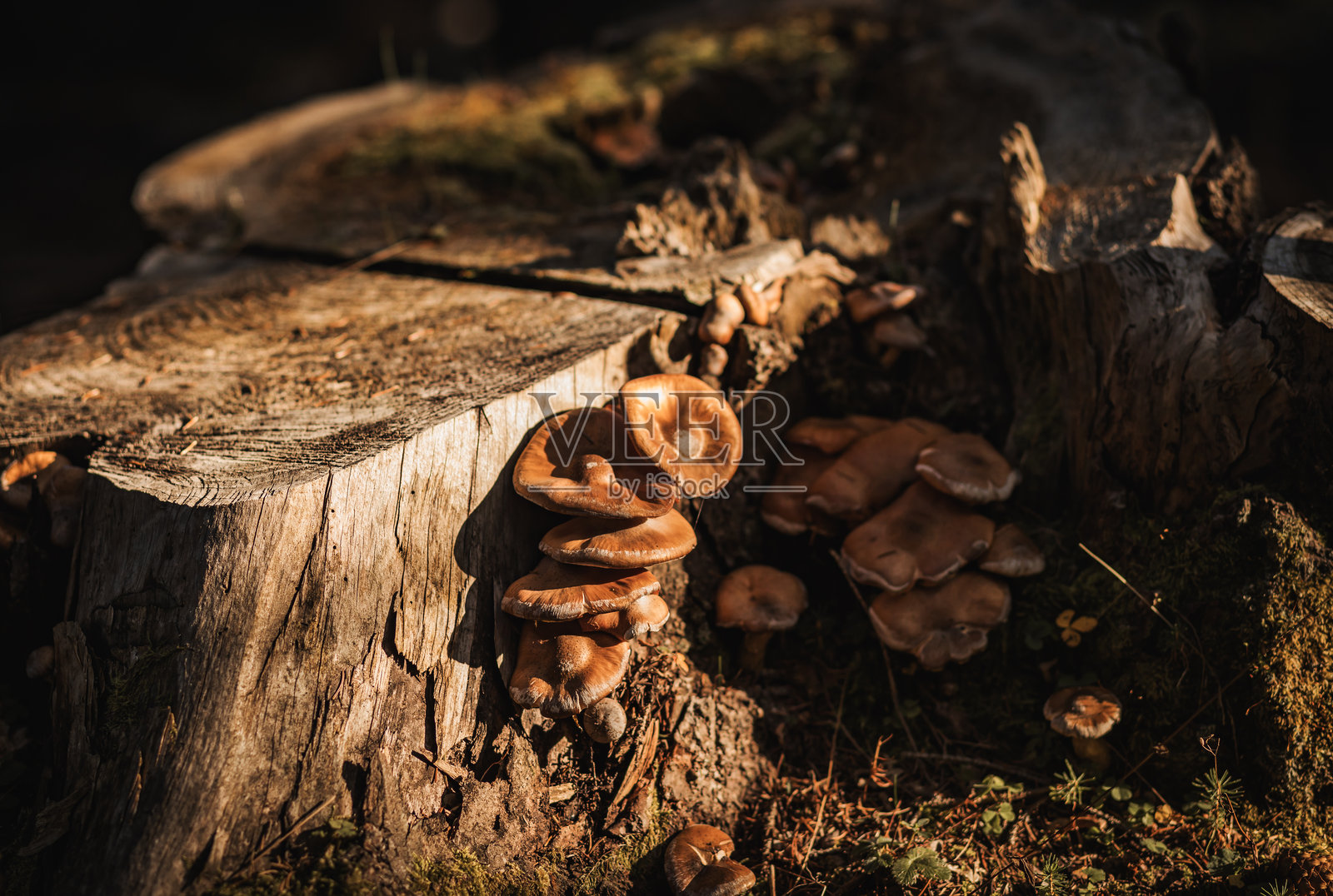 森林环境中树桩上生长的蘑菇照片摄影图片