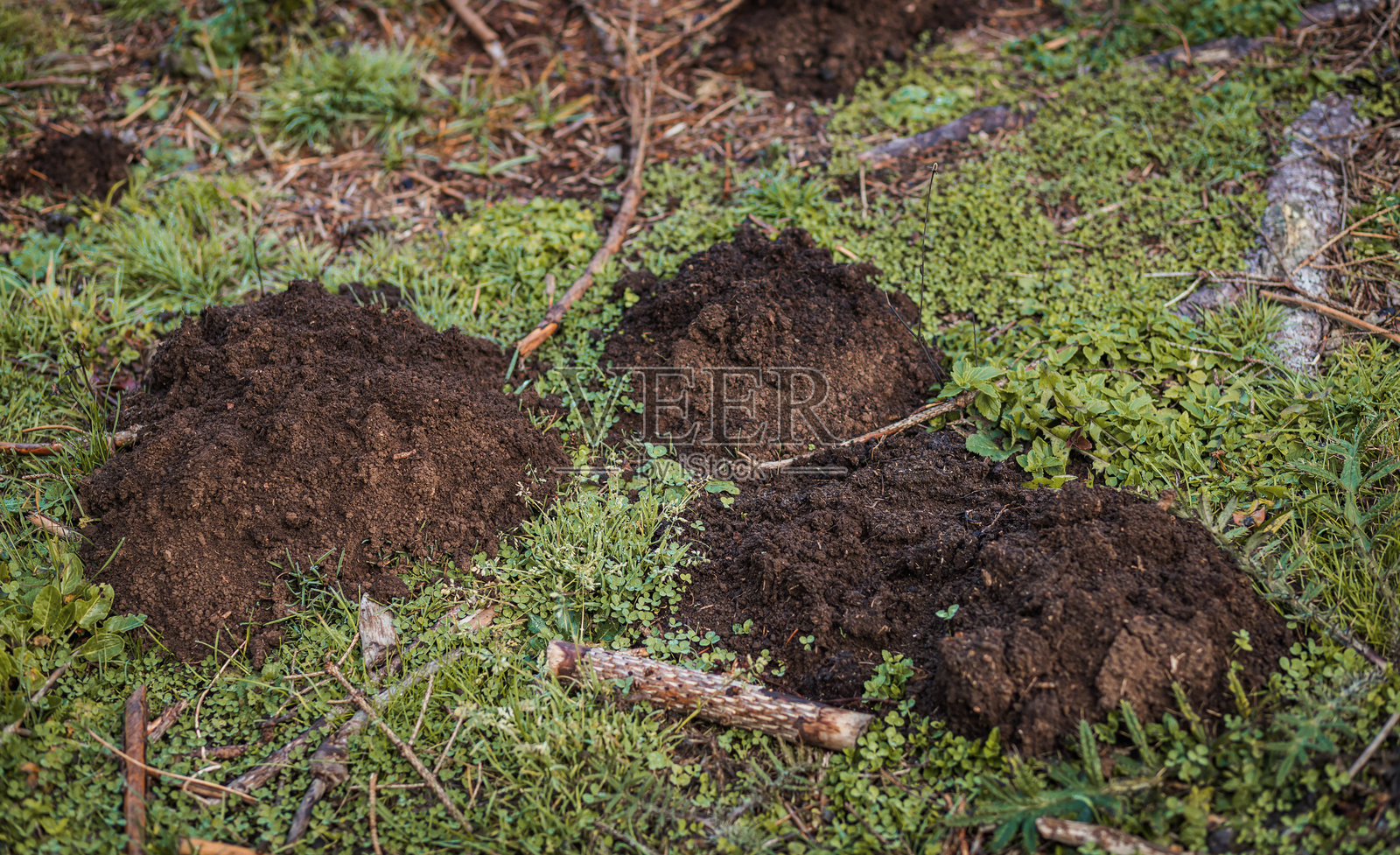 绿色森林空地上的新土堆照片摄影图片