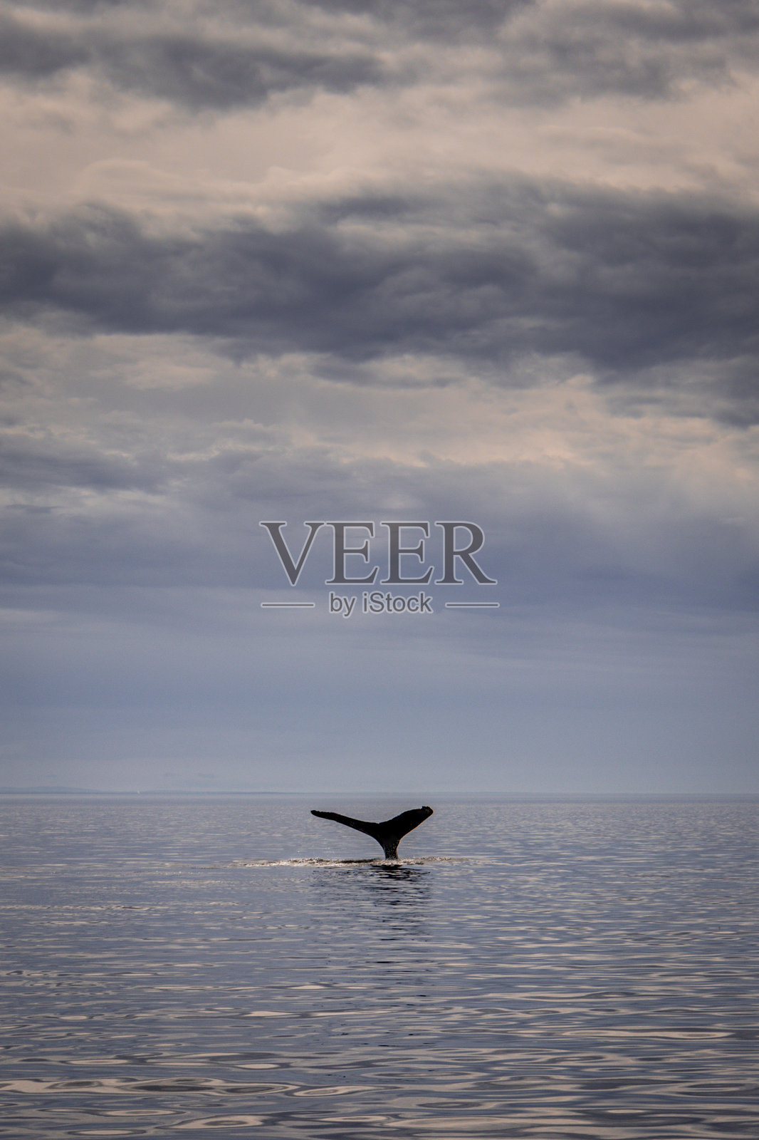 塔杜萨克的座头鲸在圣劳伦斯河上照片摄影图片