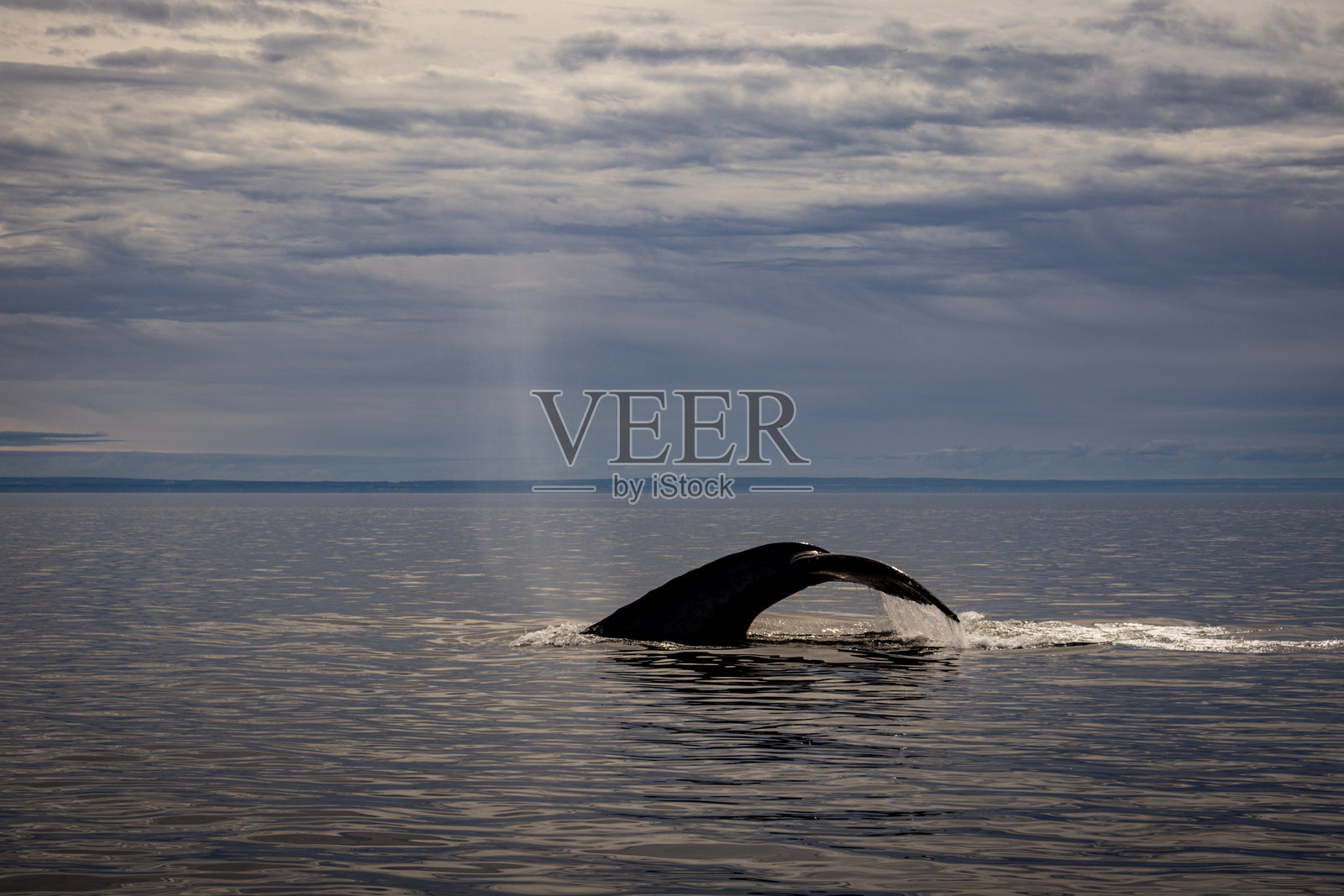 塔杜萨克的座头鲸在圣劳伦斯河上照片摄影图片