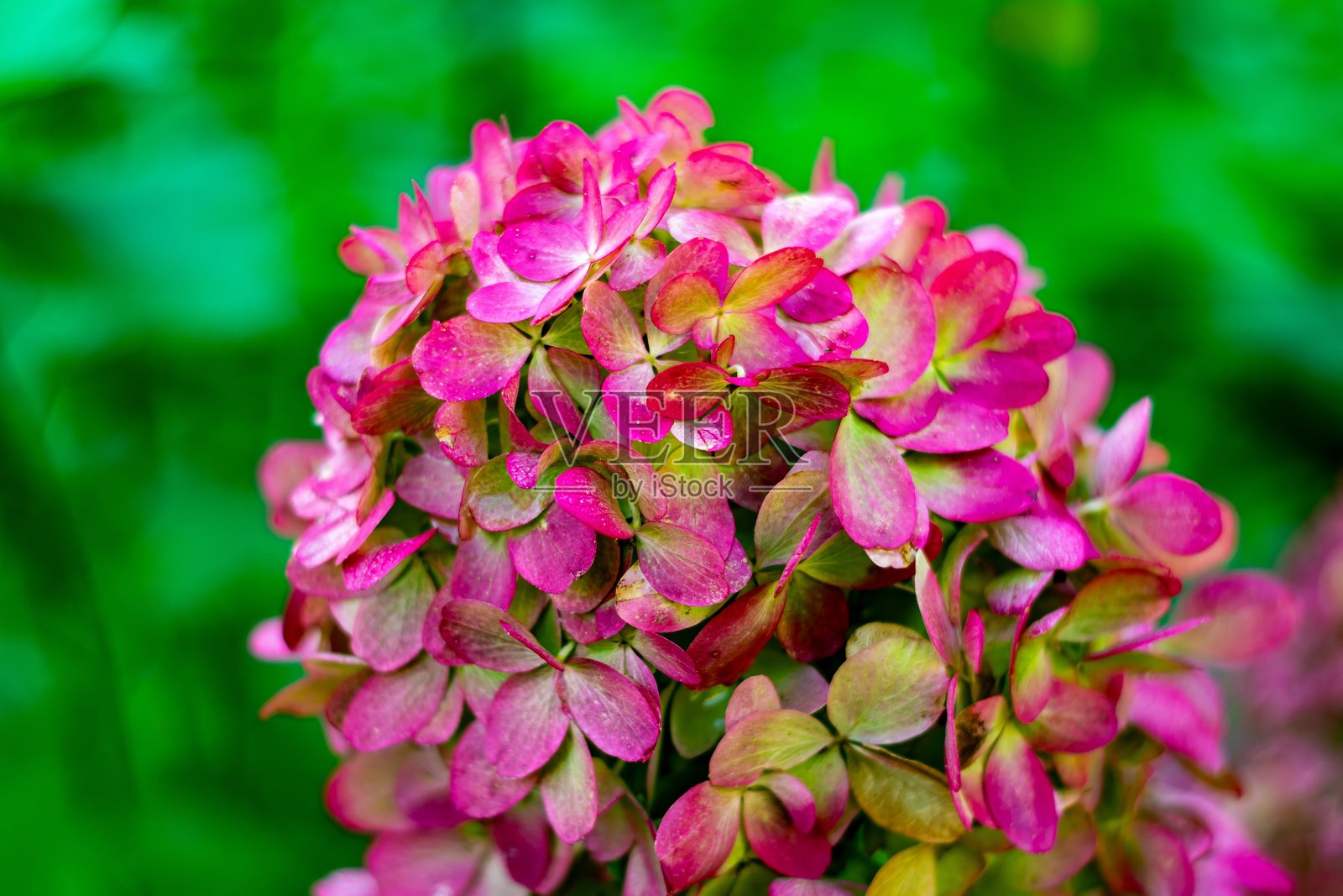 鲜艳的粉色绣球花盛开照片摄影图片