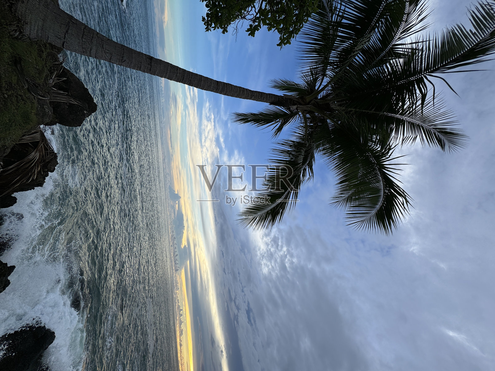 棕榈树照片摄影图片