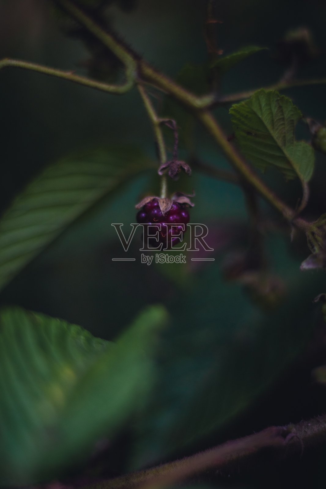 森林中的浆果照片摄影图片