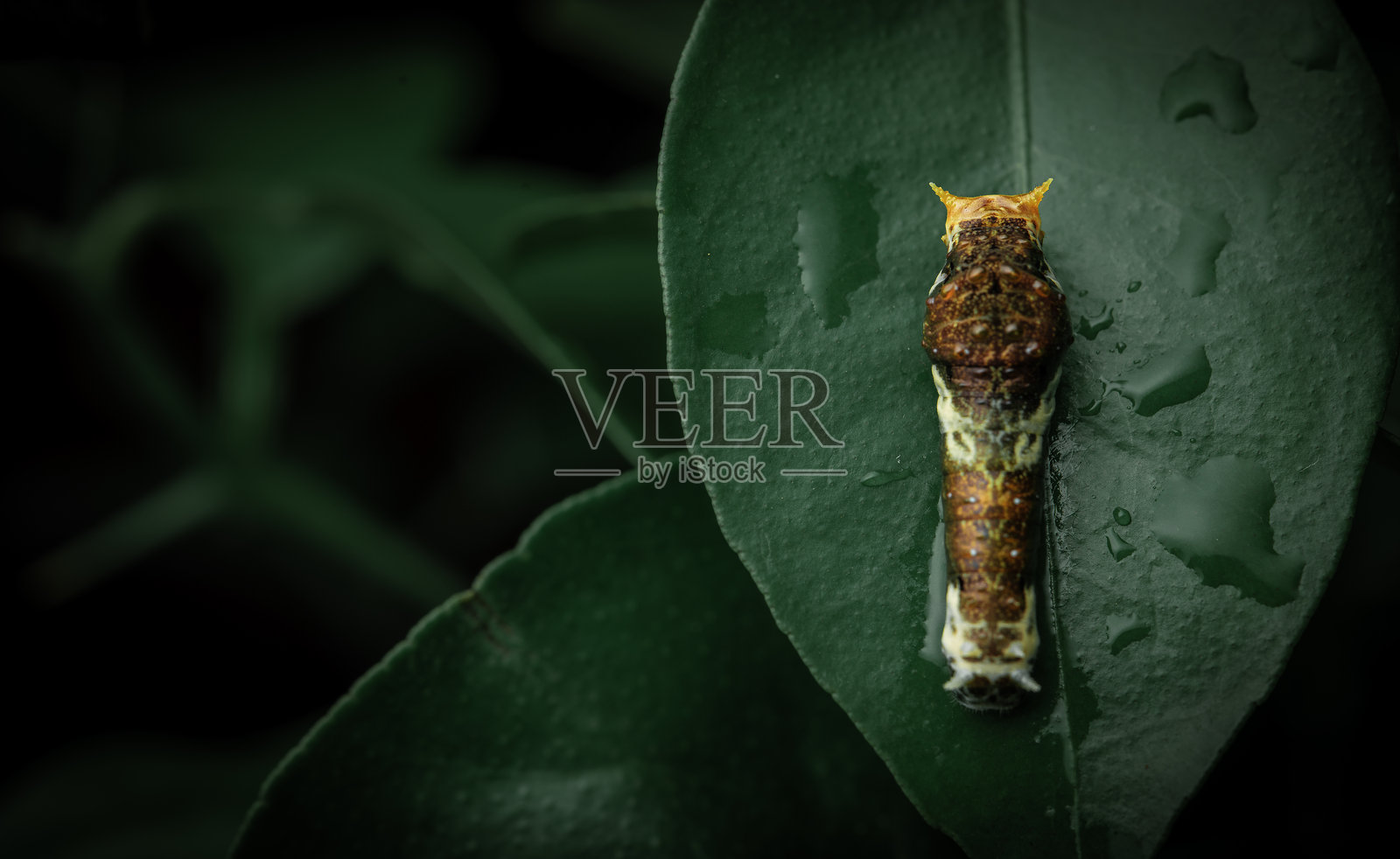 蝴蝶幼虫照片摄影图片