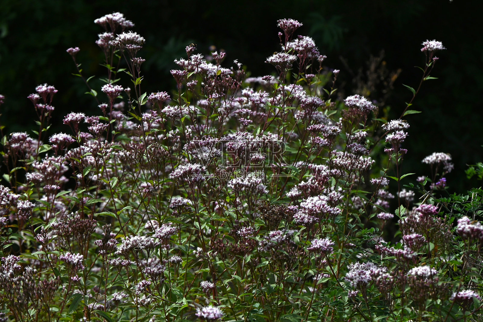 彻骨草（Eupatorium japonicum）花。菊科多年生植物。照片摄影图片