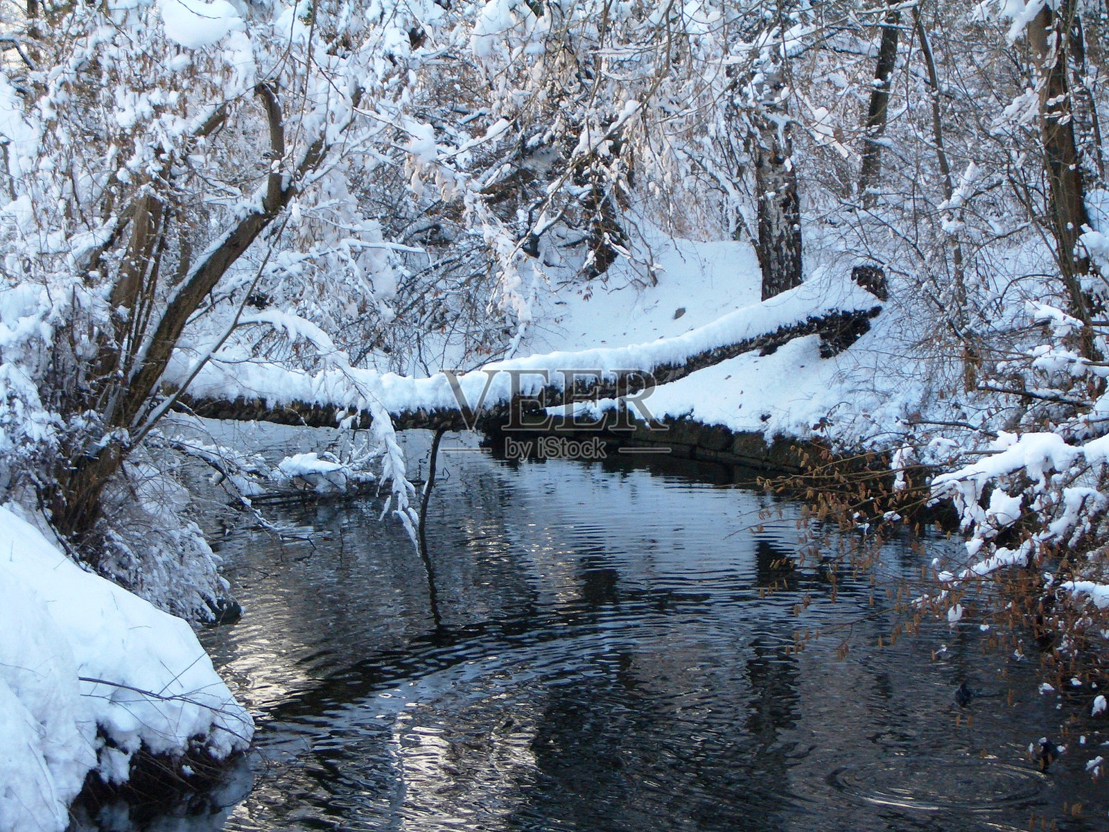瑞士乌斯特。雪中的树枝和雪景。照片摄影图片