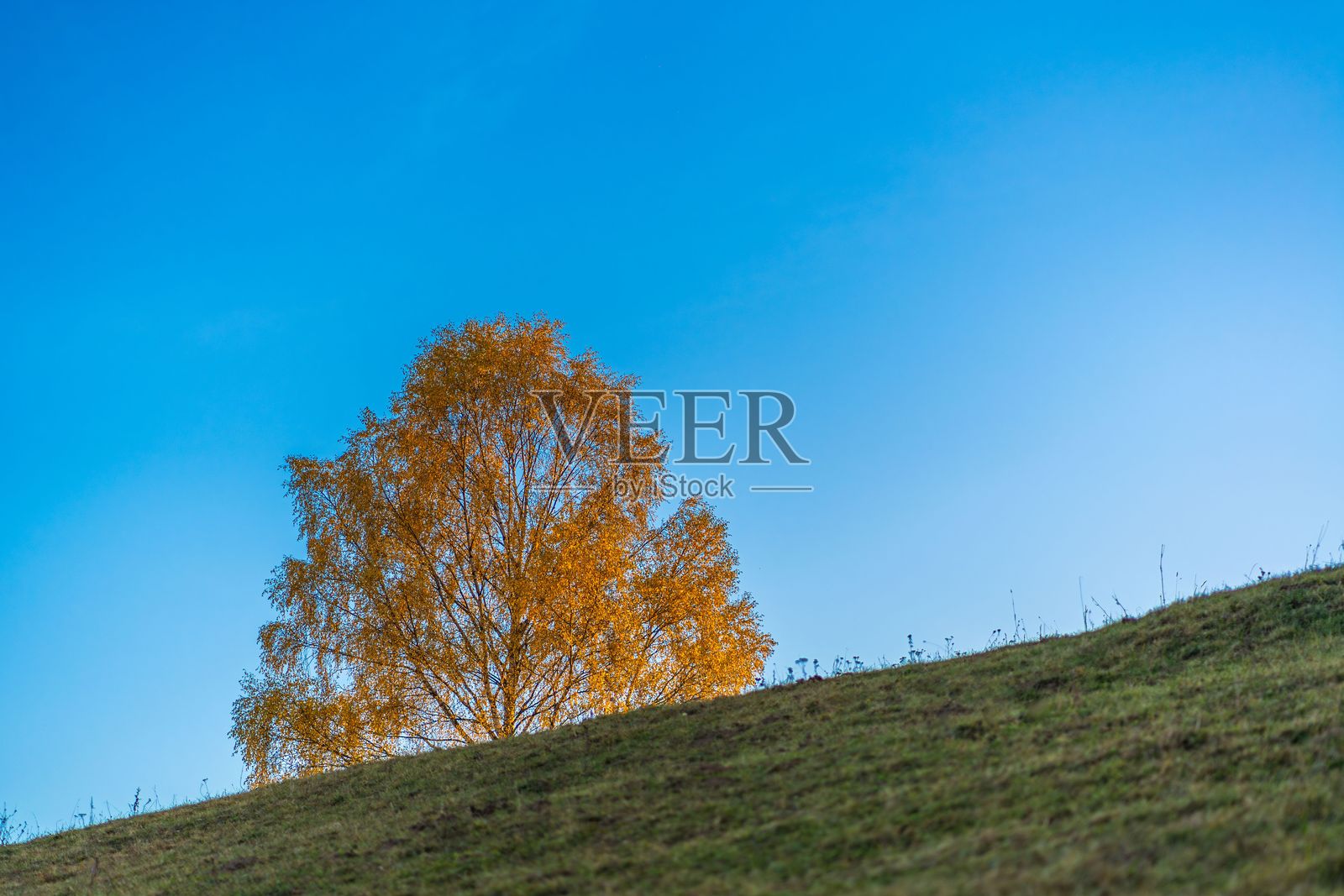 蓝天下草坡上的秋天树木照片摄影图片