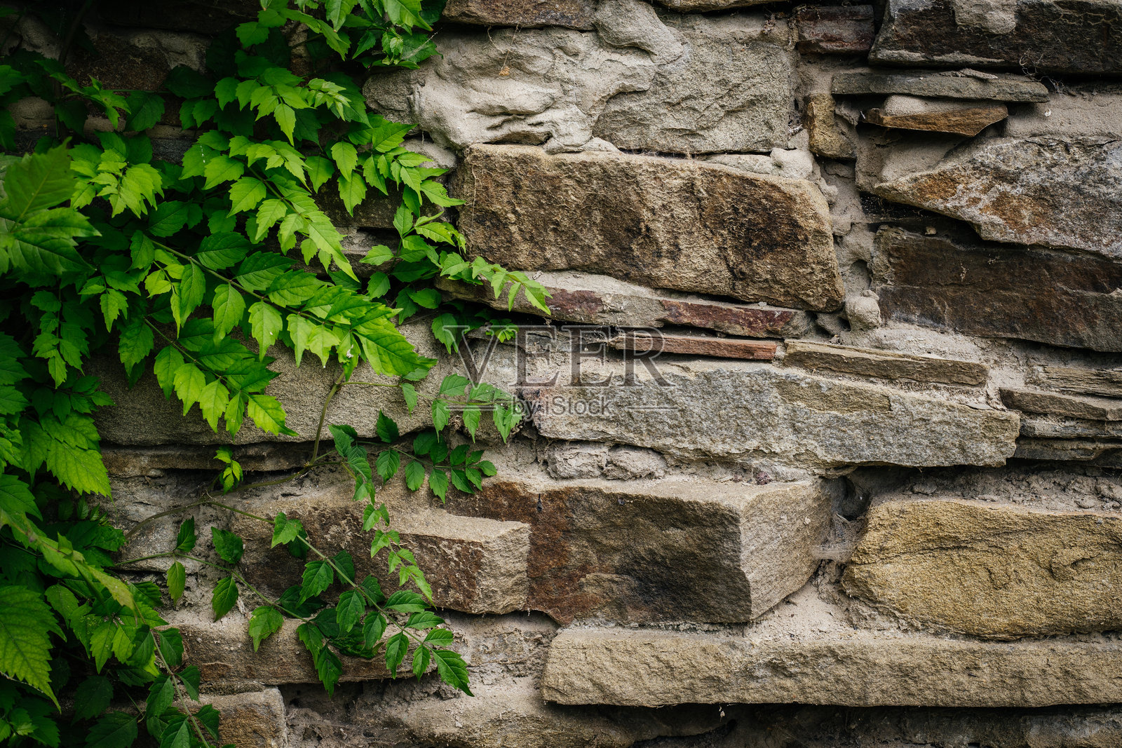 石墙与绿色植物。背景图像。留白空间照片摄影图片