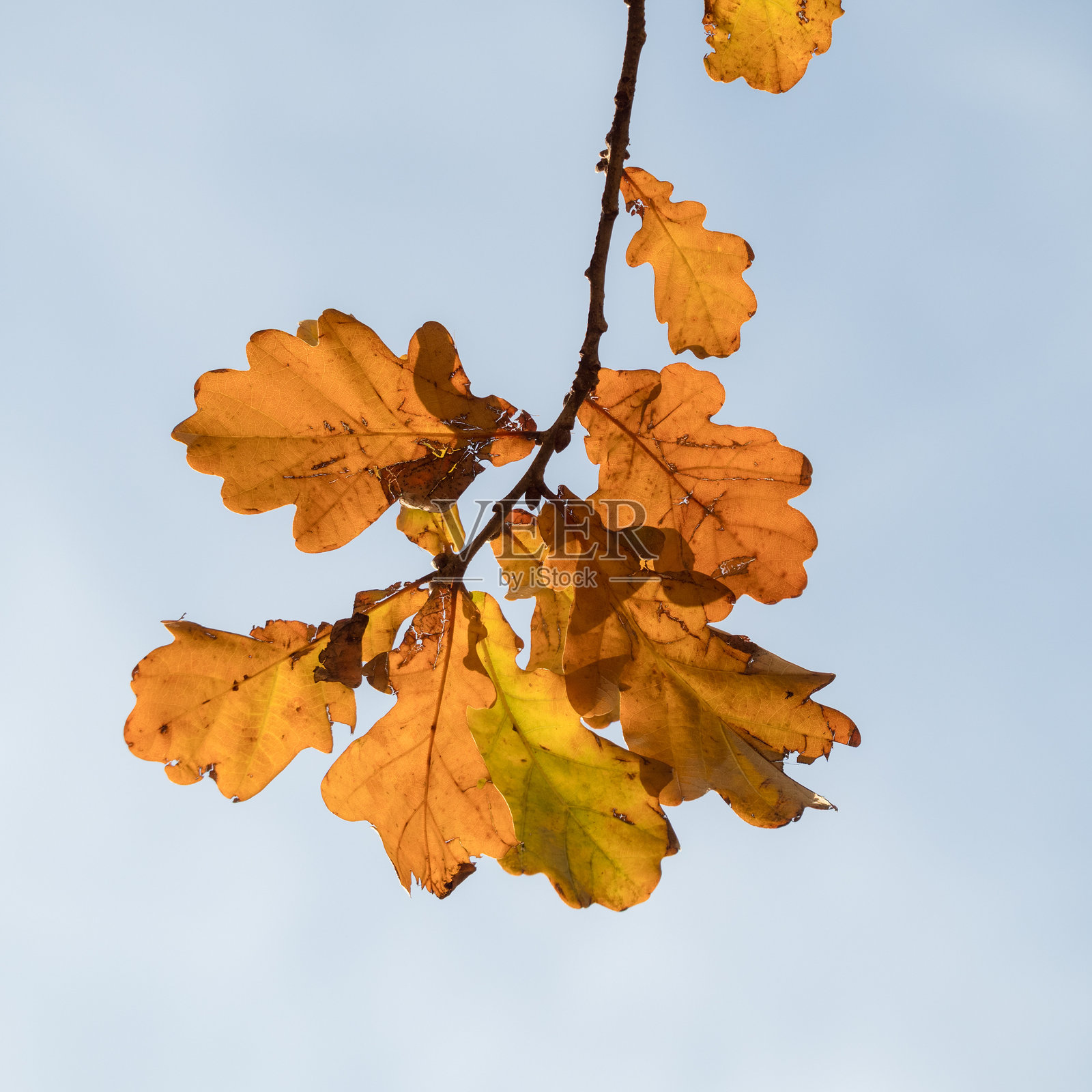 秋天的橡树叶与天空相映照片摄影图片