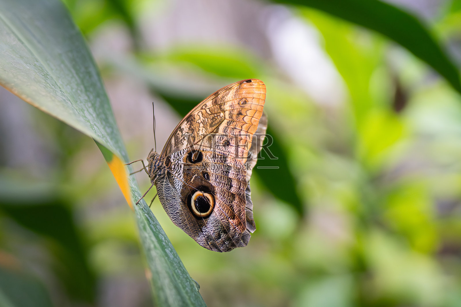 猫头鹰蝶(caligo memnon)停在兰花的花瓣上