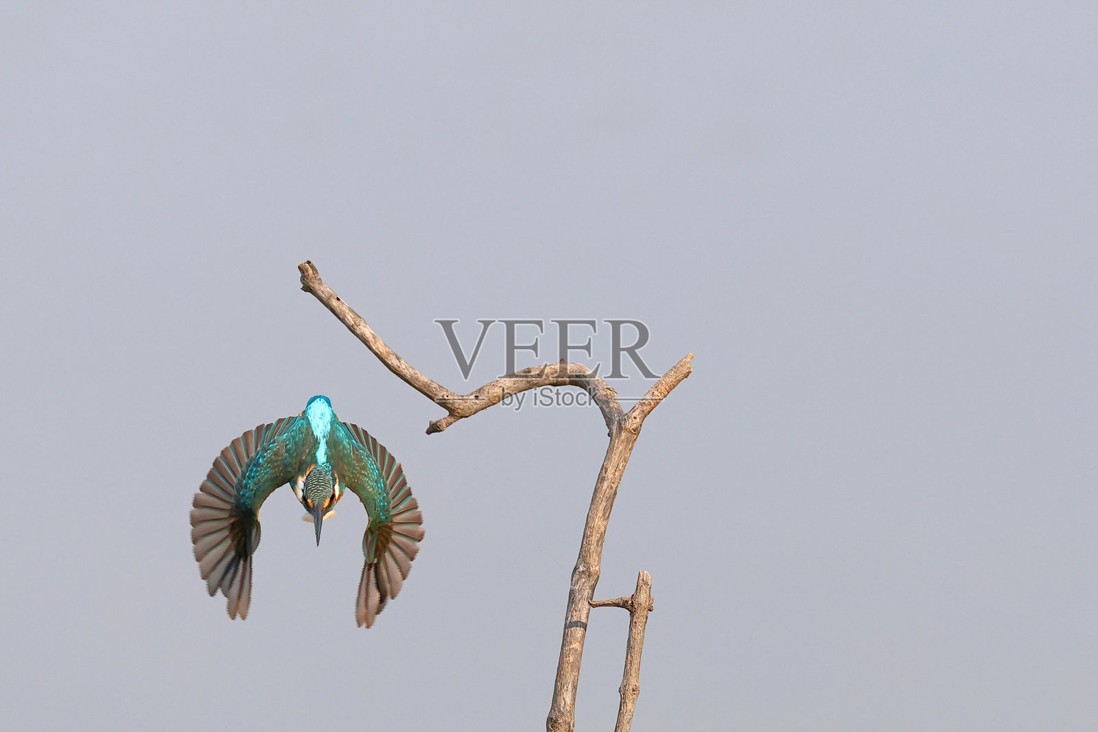 普通翠鸟照片摄影图片