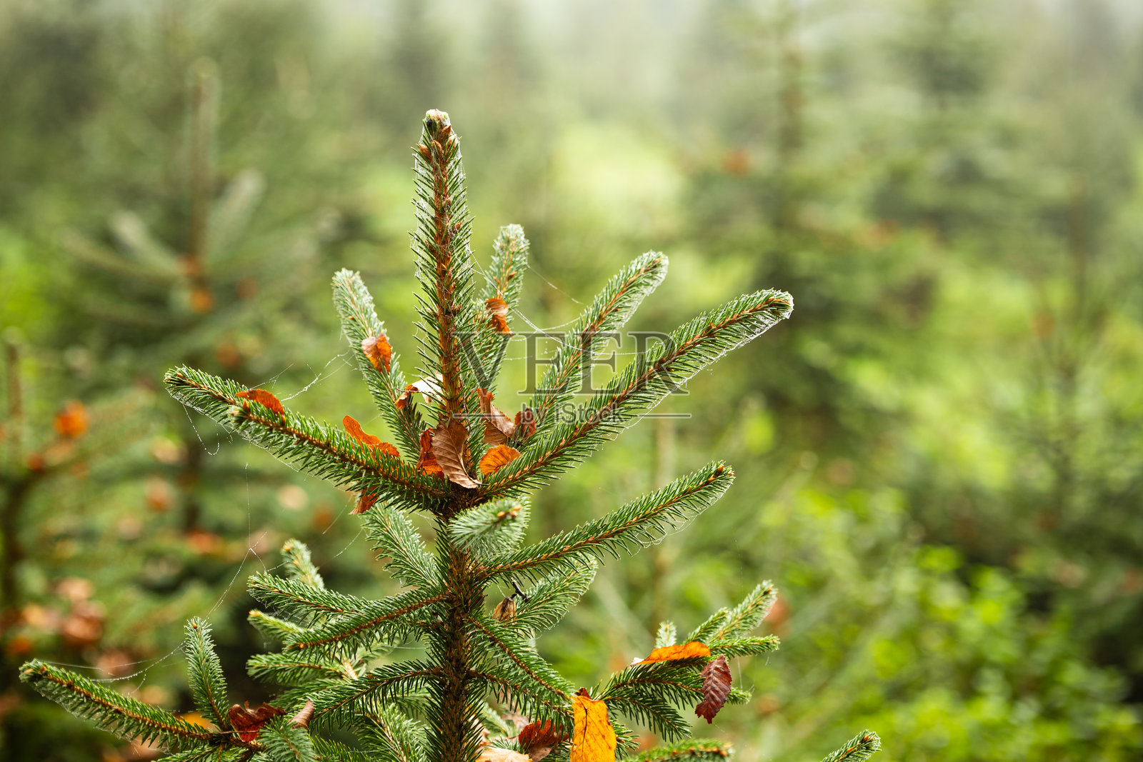 圣诞树或常青松树的树枝，带有针叶。特写镜头，浅景深，无人。照片摄影图片
