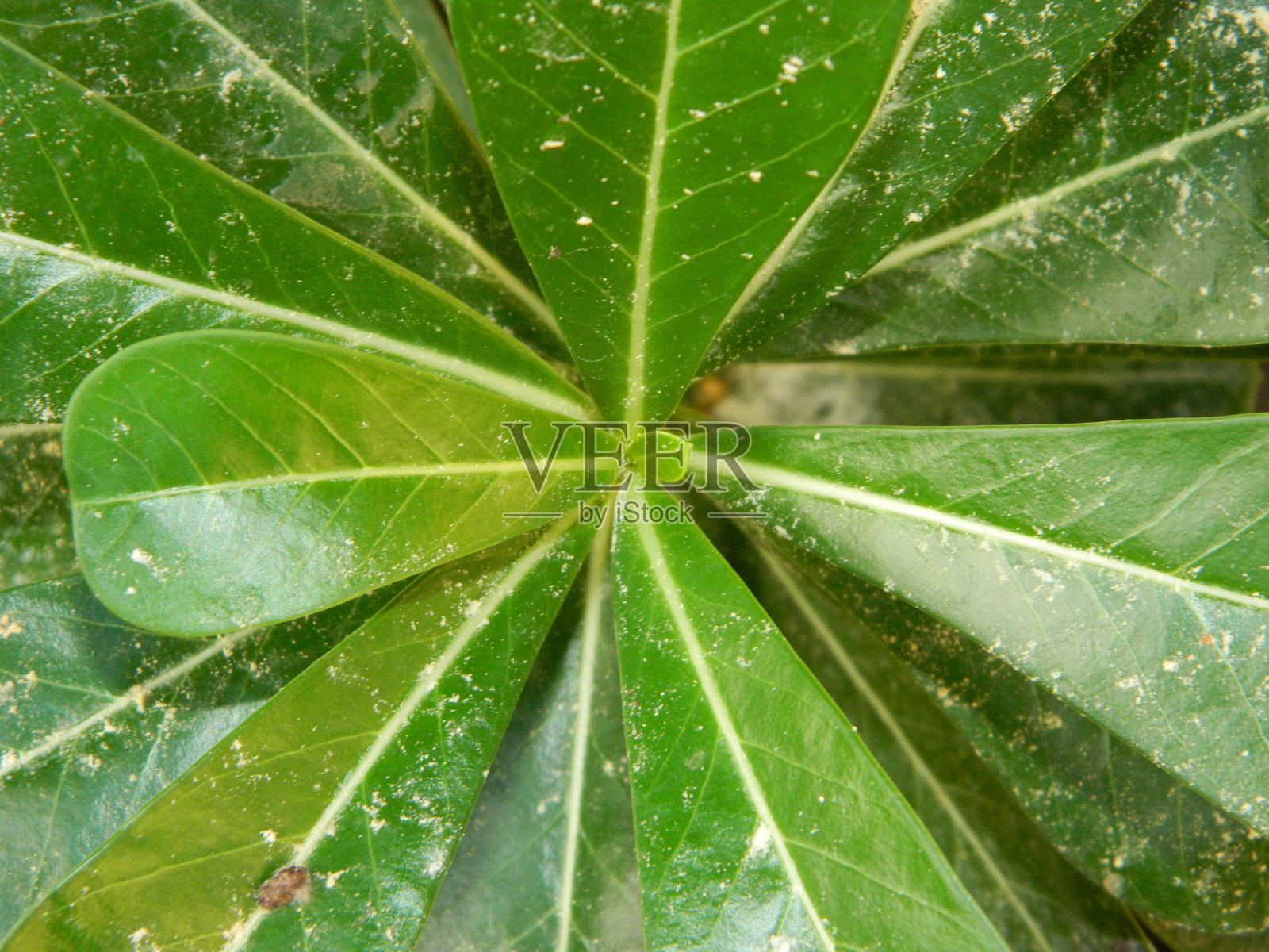 热带地区的绿色叶子背景照片摄影图片