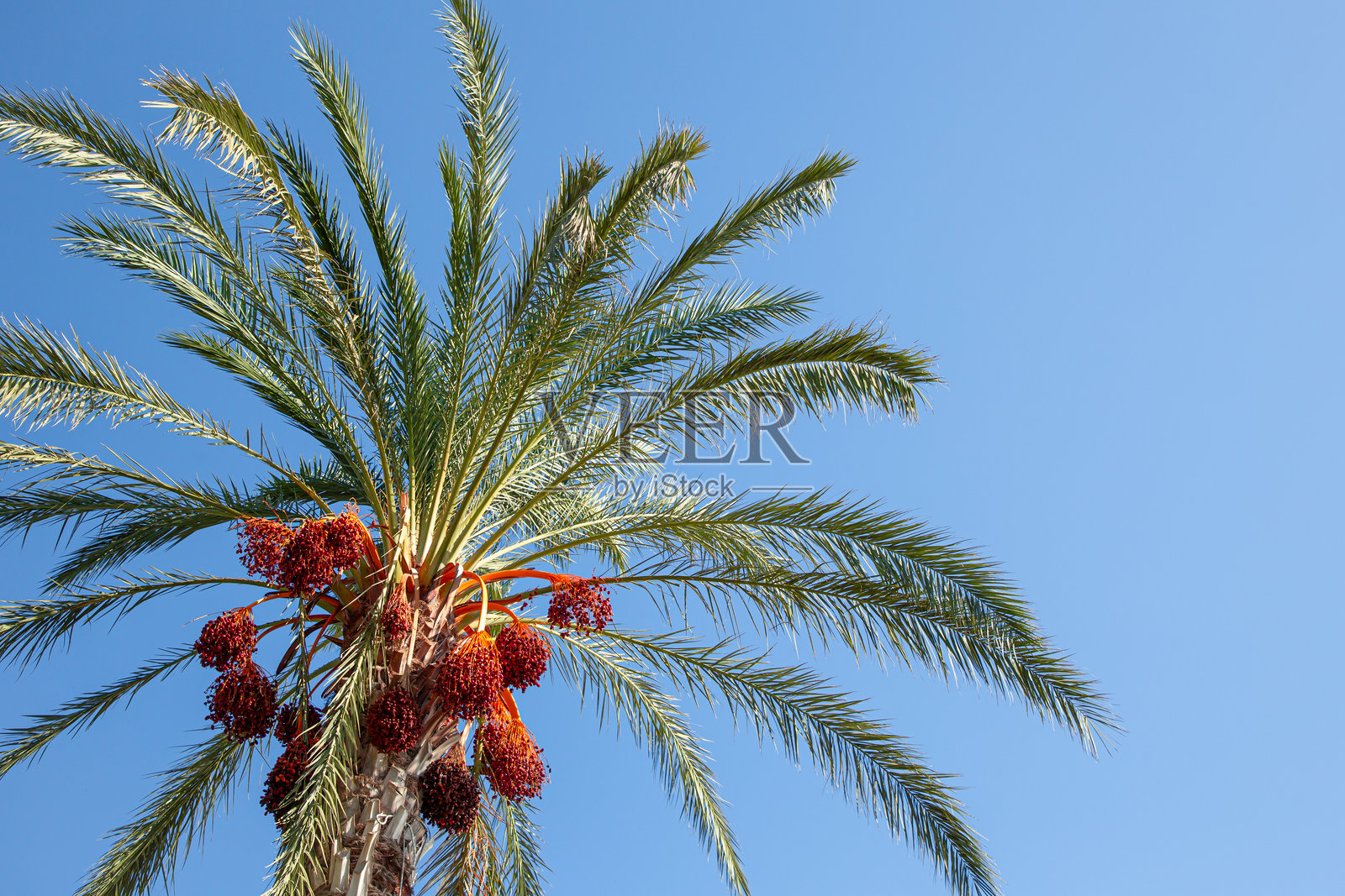 阳光明媚的日子里，棕榈树特写，挂满红枣照片摄影图片