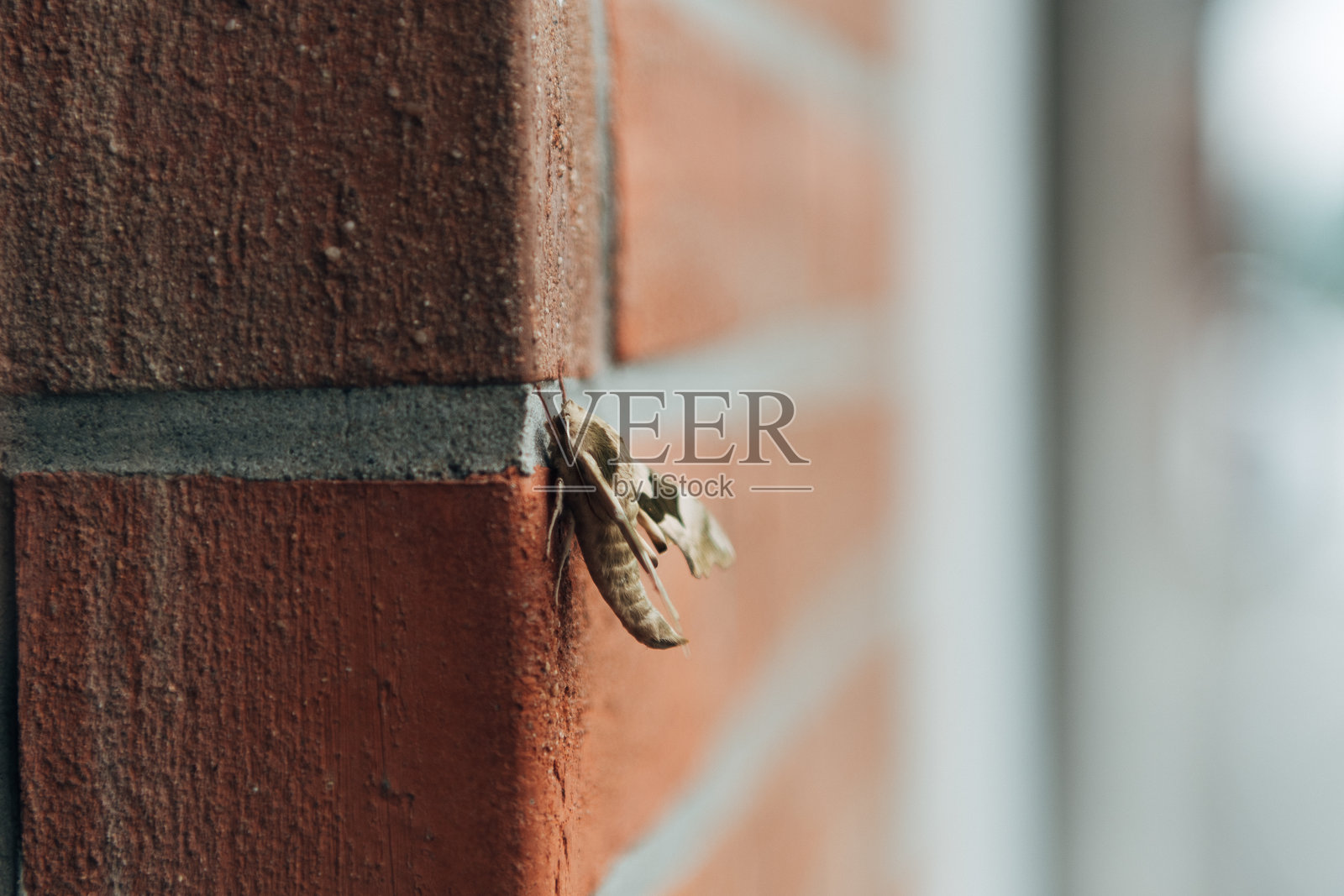 大蛾的特写镜头照片摄影图片