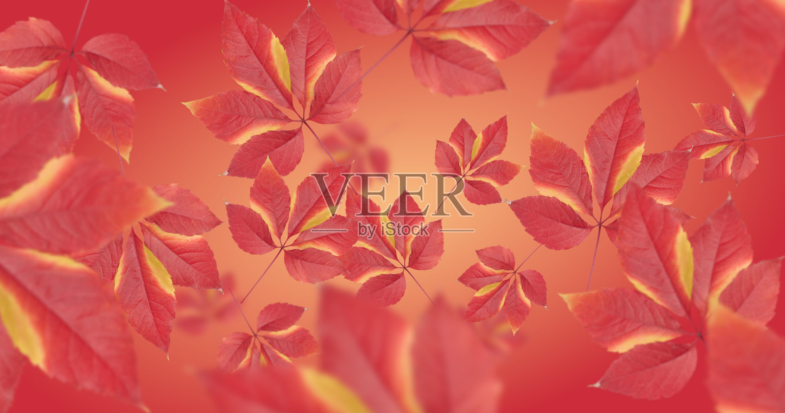 红色背景上的五叶藤灌木红叶照片摄影图片