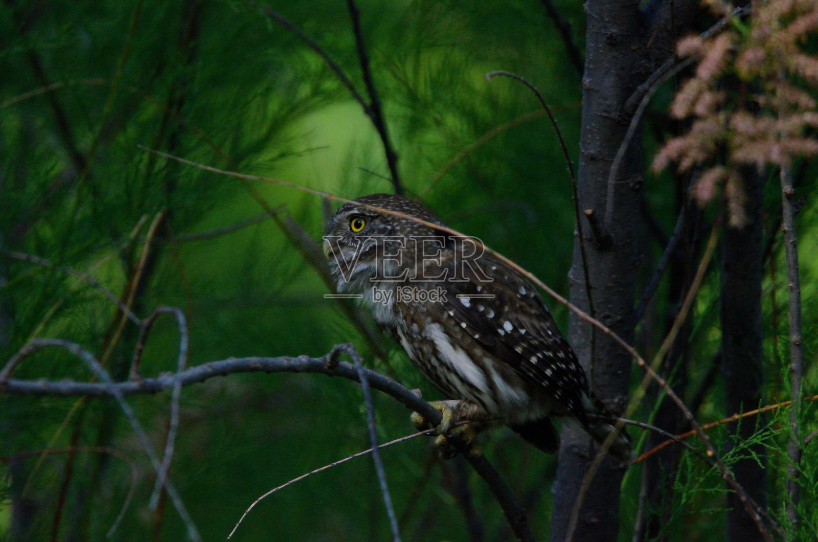 Cabure照片摄影图片