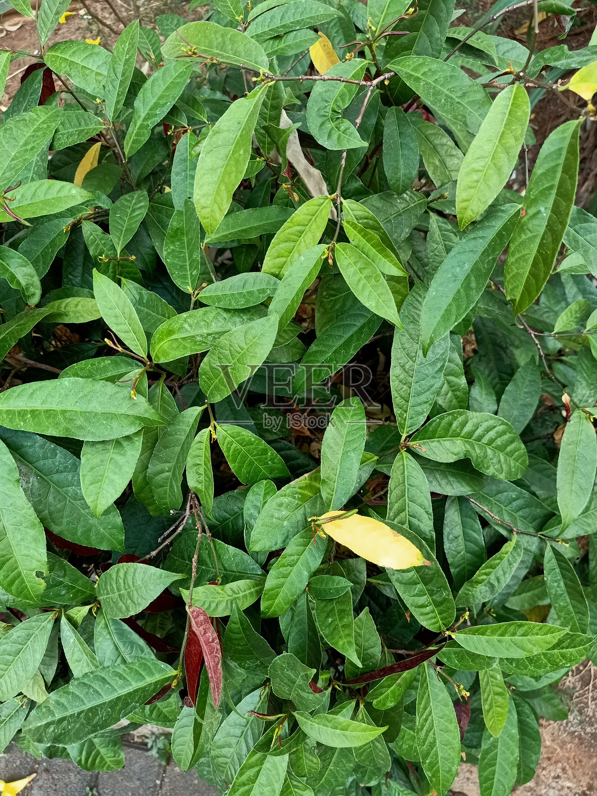 盲树植物的特写镜头照片摄影图片