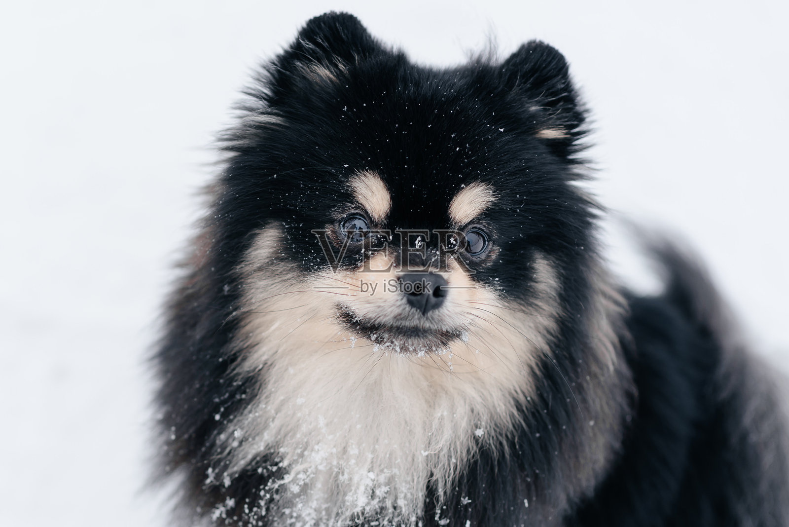 黑色博美犬在公园户外照片摄影图片