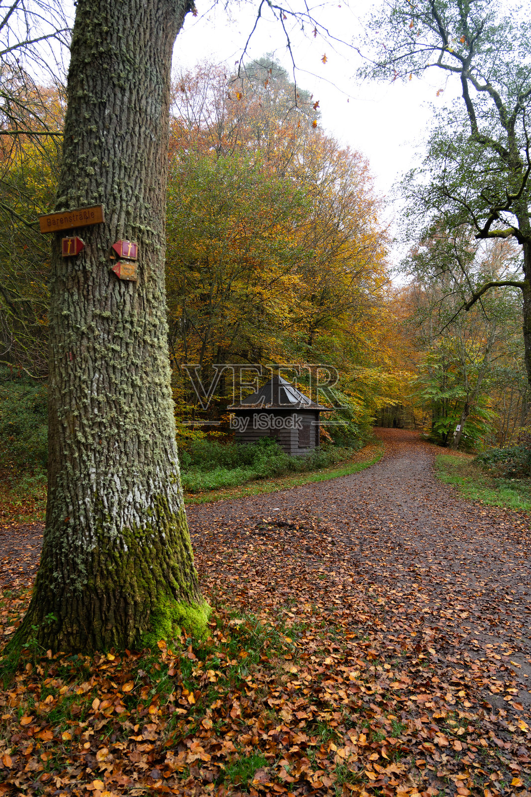 秋天的低语：斯图加特隐藏宝石巴伦湖的橙色与金色交响曲照片摄影图片
