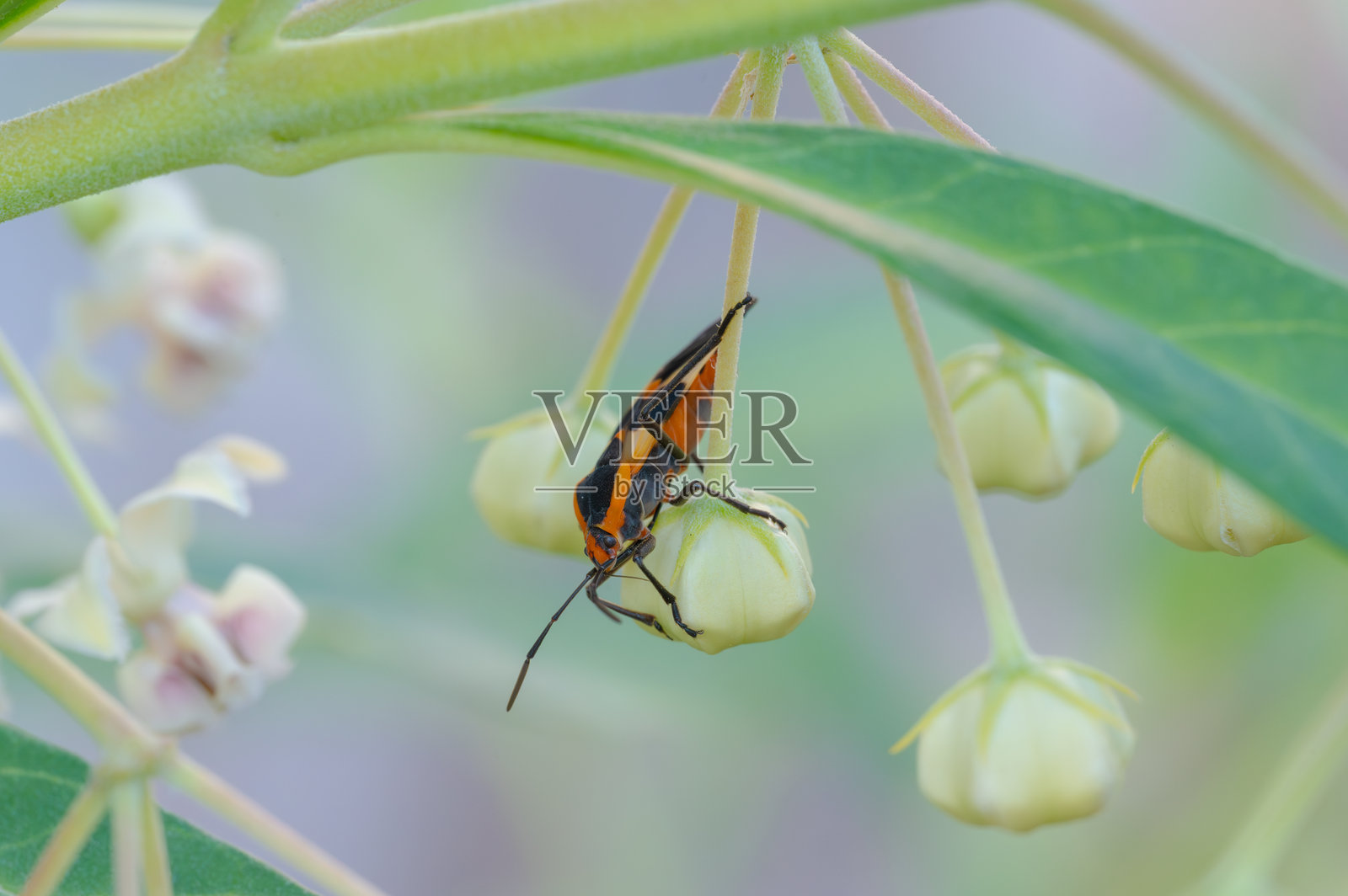 橙色和黑色的大奶草虫很容易在白色的气球植物花蕾上被发现。照片摄影图片