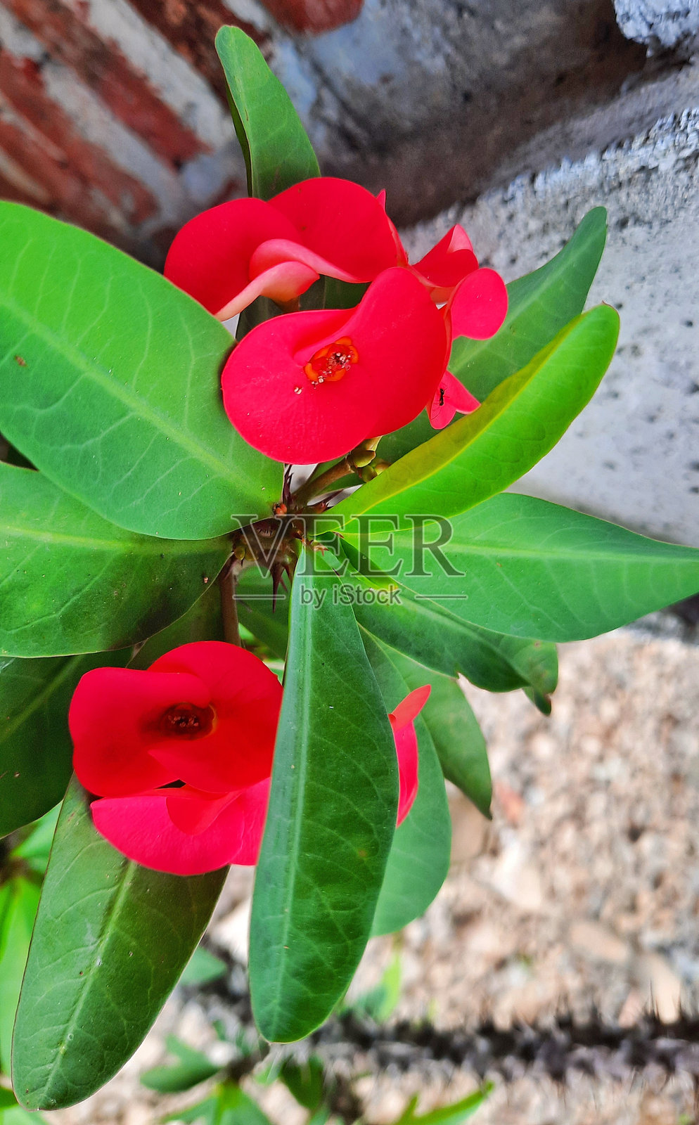 红色的冠刺植物或大戟属植物（Euphorbia milii）。照片摄影图片