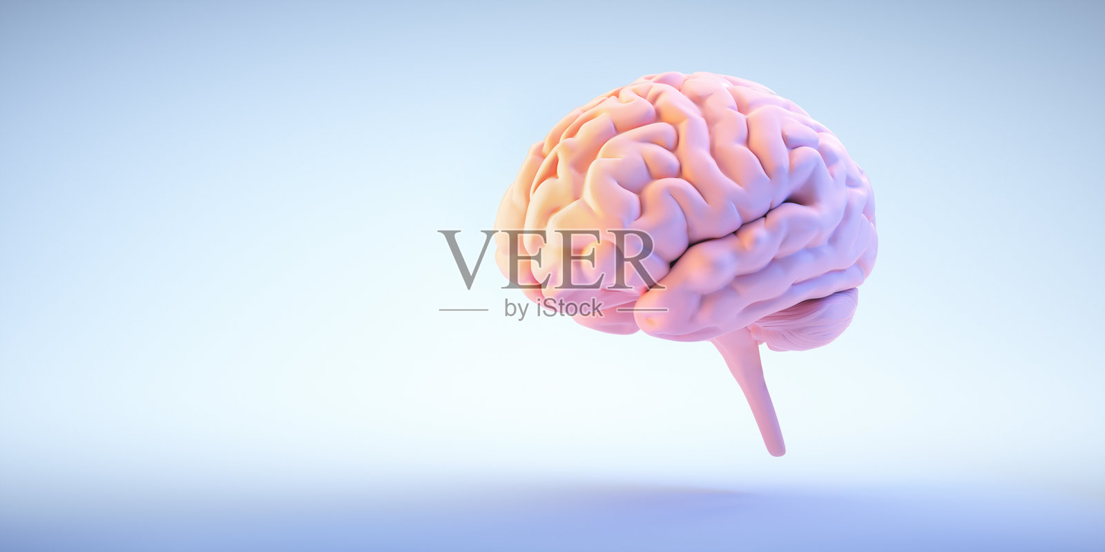 孤立的脑部图像，背景为浅蓝色照片摄影图片