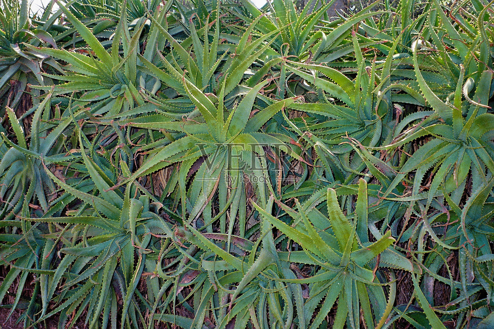 安提布与尼斯照片摄影图片