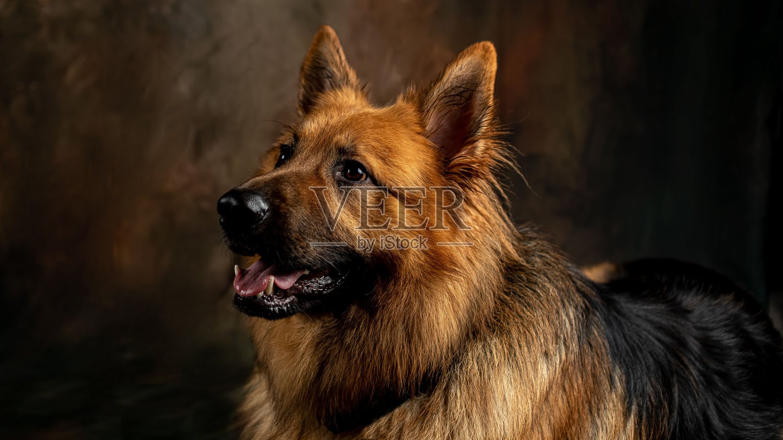 侧面头像的雄性德国牧羊犬。照片摄影图片