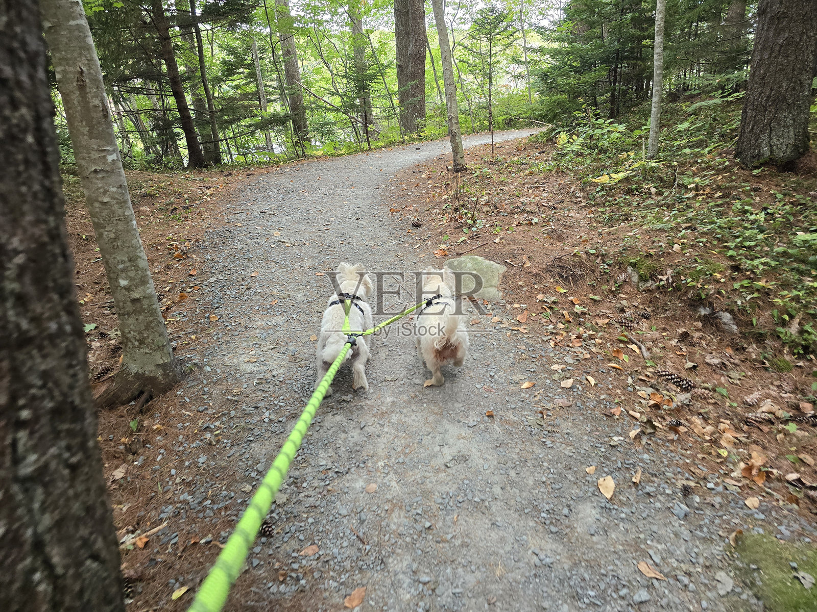 两只狗在小径上散步照片摄影图片