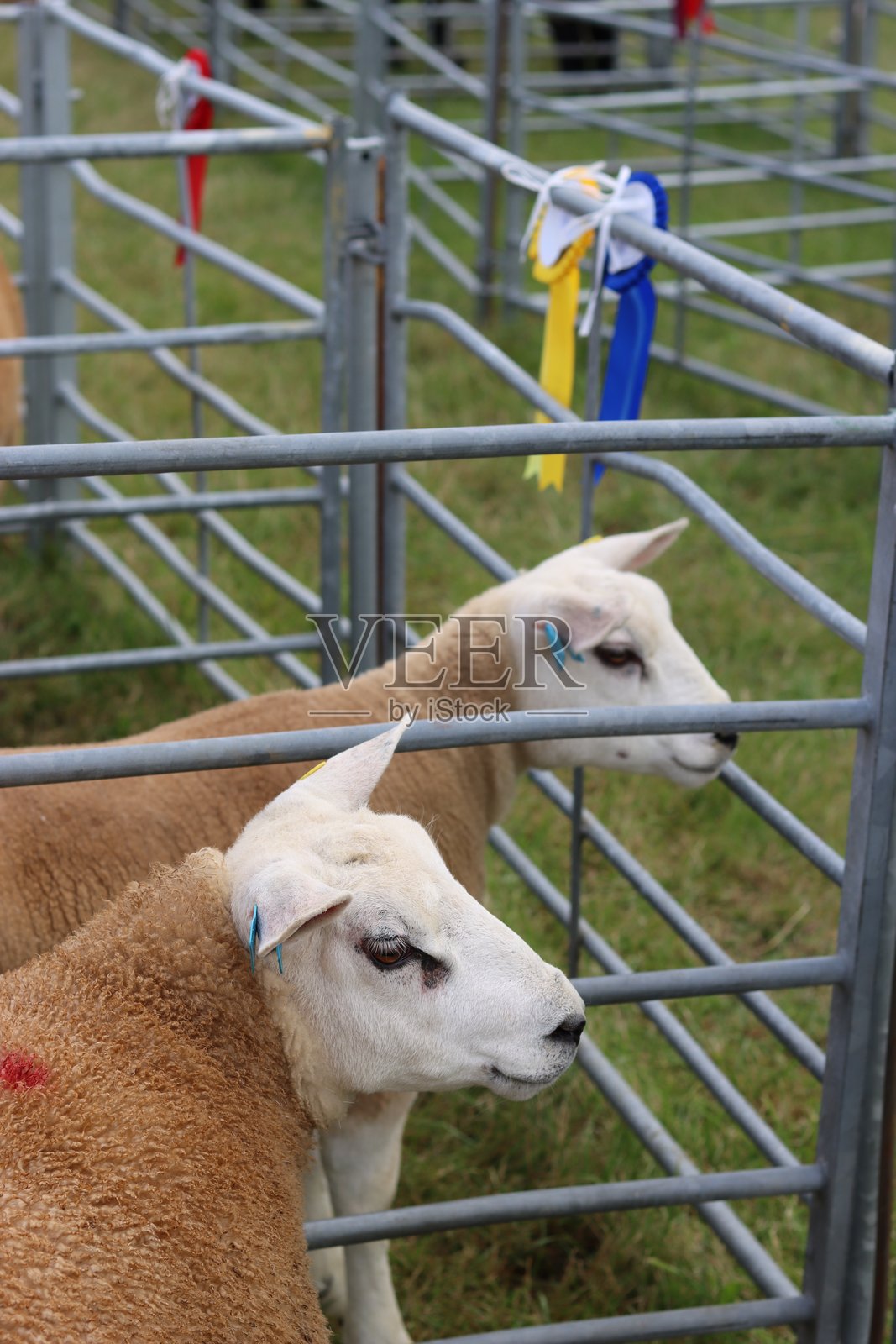 乡村农业展览会上评审区的羊群照片摄影图片