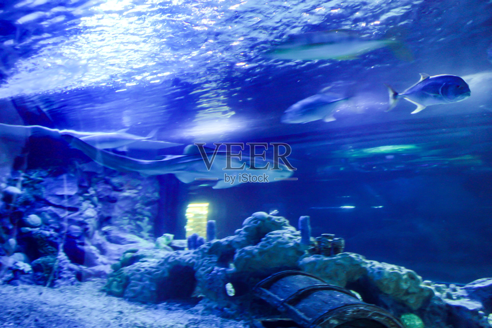 海洋馆中的海洋生物碎片。照片摄影图片