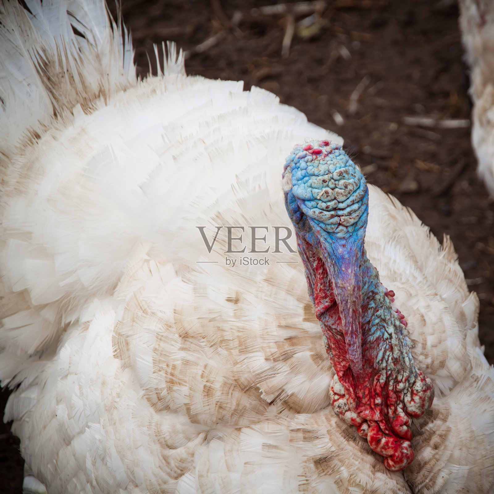 一只白色雄火鸡，头部鲜艳的蓝色，背景是泥土。照片摄影图片