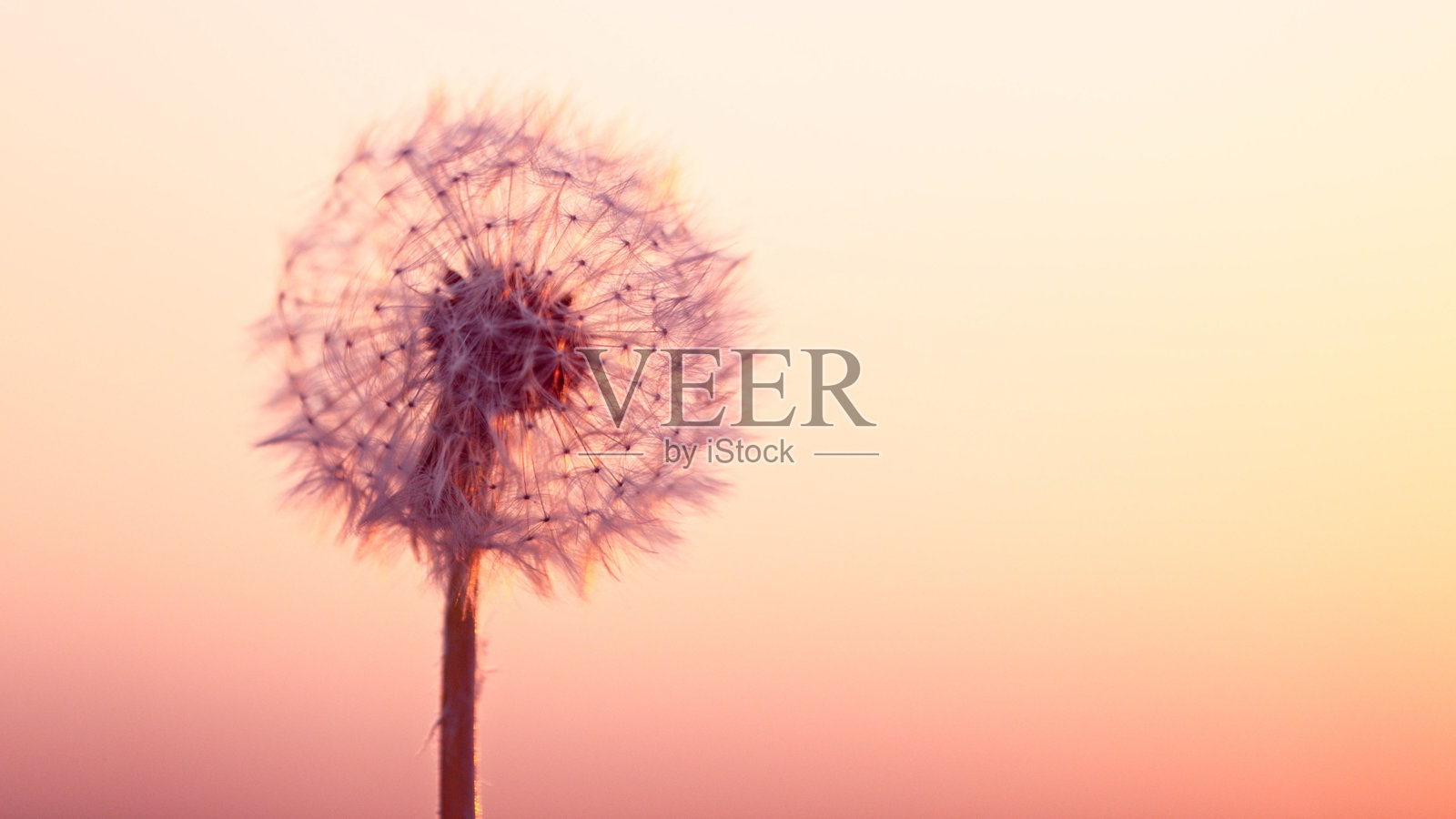 夕阳下的蒲公英与飞舞的种子。照片摄影图片