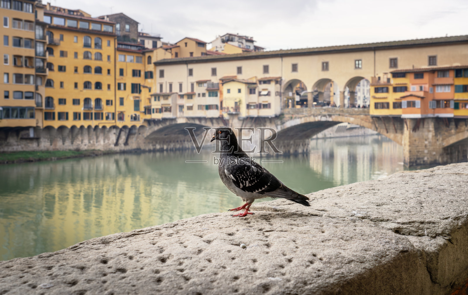 鸽子与佛罗伦萨的老桥美景照片摄影图片
