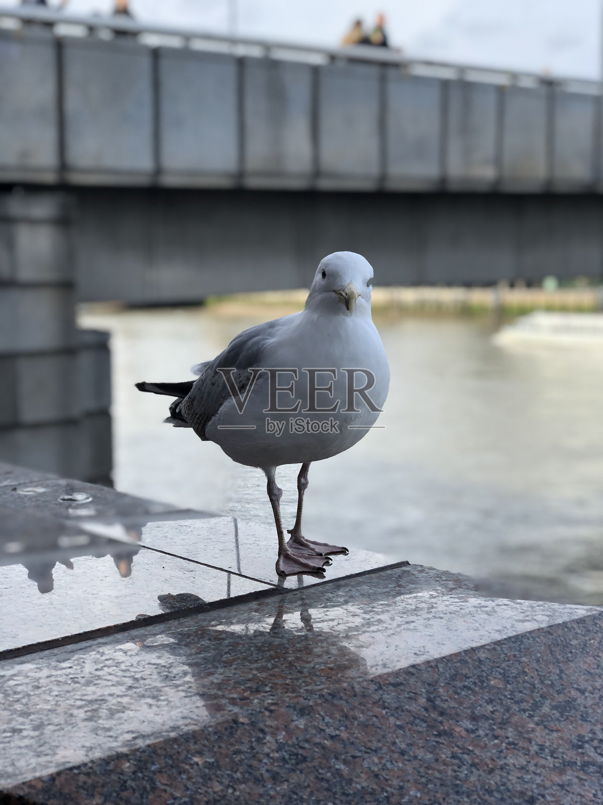 泰晤士河旁的海鸥照片摄影图片