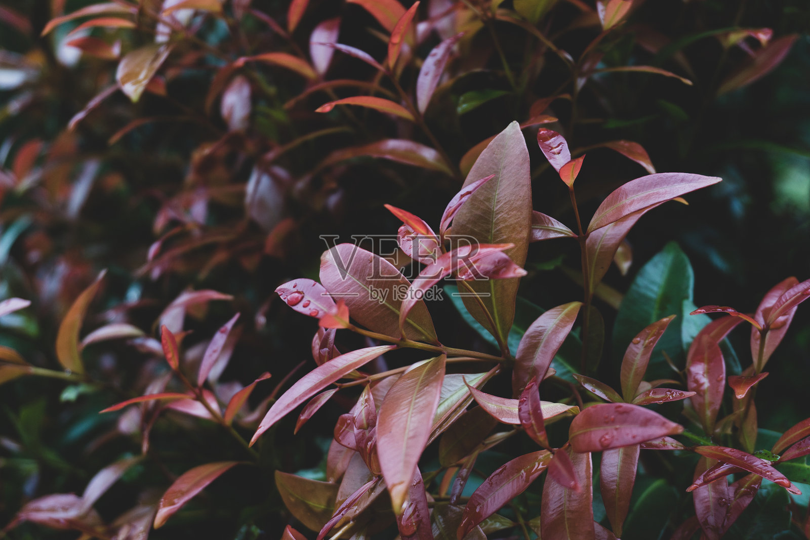 美丽的红叶植物在阴雨天的黑色背景下。照片摄影图片