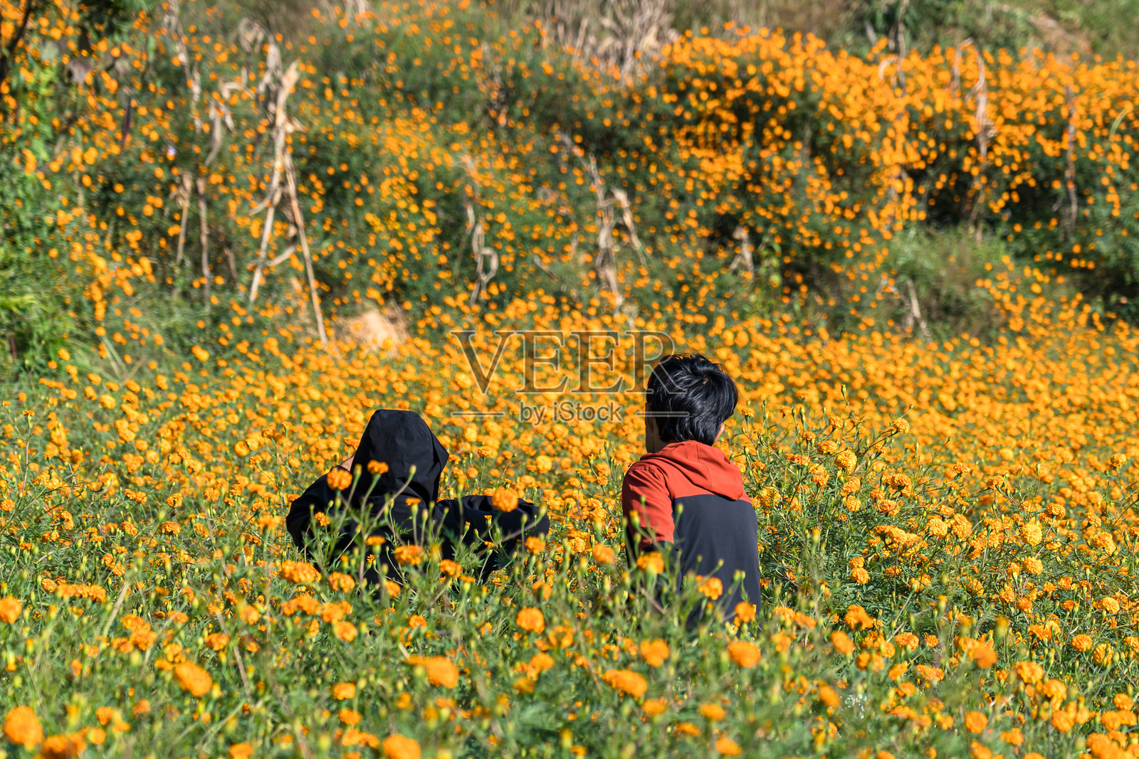 尼泊尔的提哈尔节氛围。照片摄影图片
