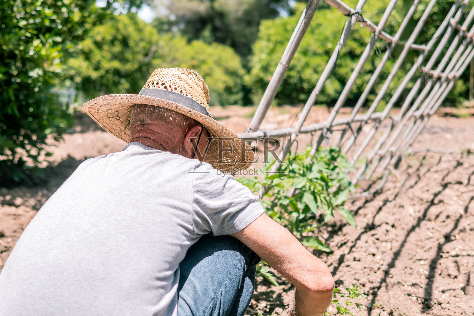 园丁在阳光明媚的花园中照料植物照片摄影图片