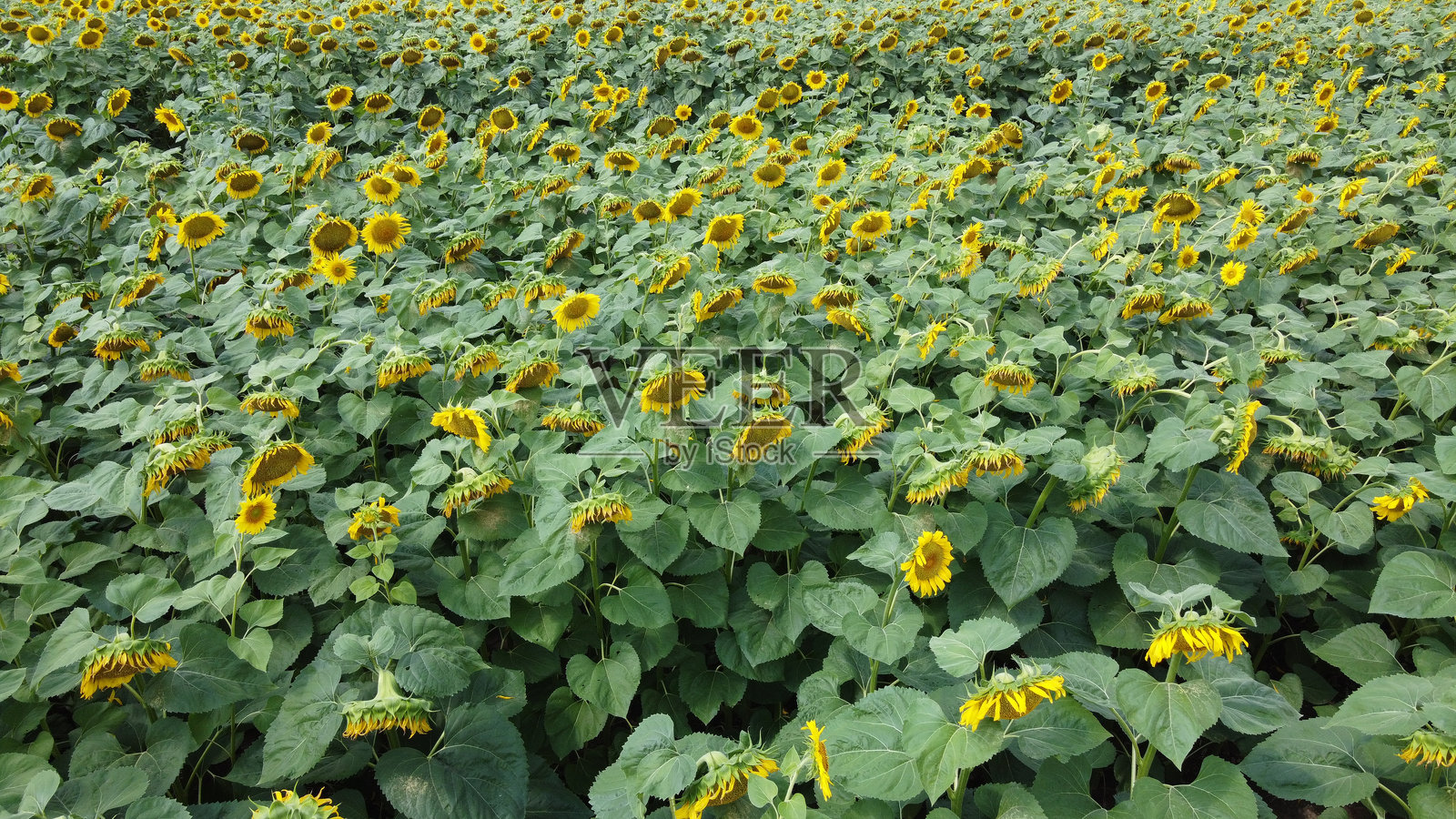 向日葵田，俯视图。农田里的向日葵盛开。照片摄影图片