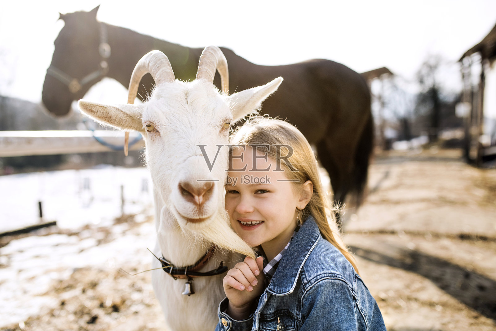 年轻女孩在农场度过寒冷的冬季周末，照顾动物并抚摸白色山羊。照片摄影图片