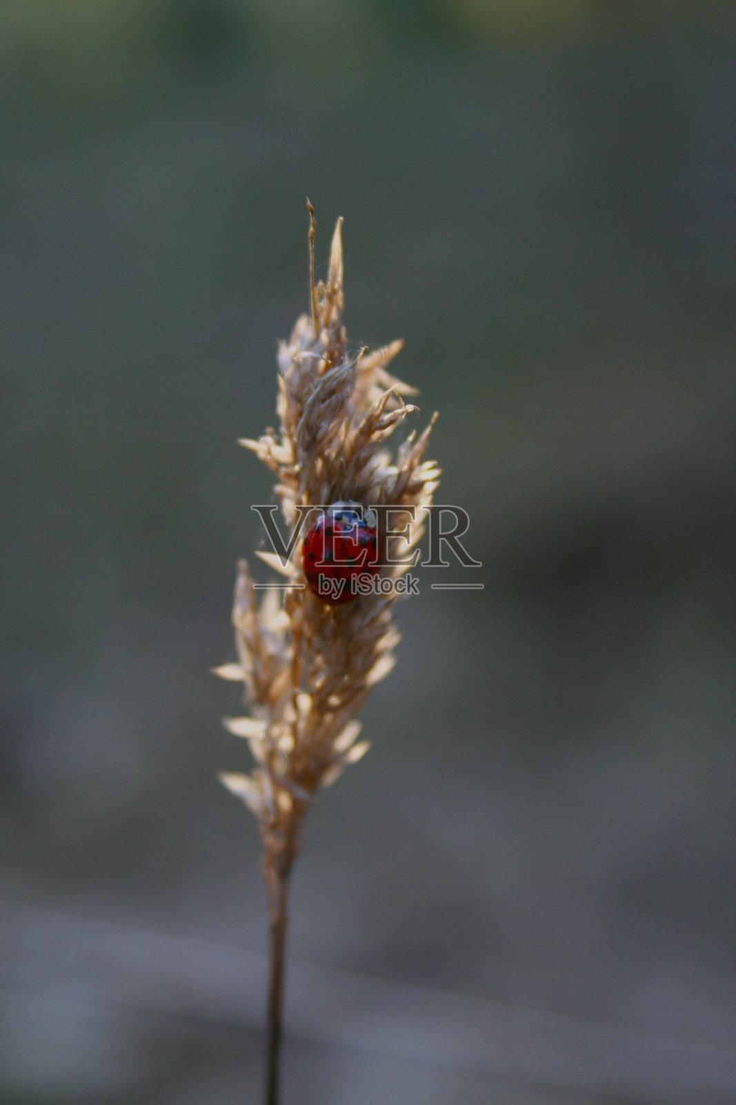 瓢虫在草籽上照片摄影图片